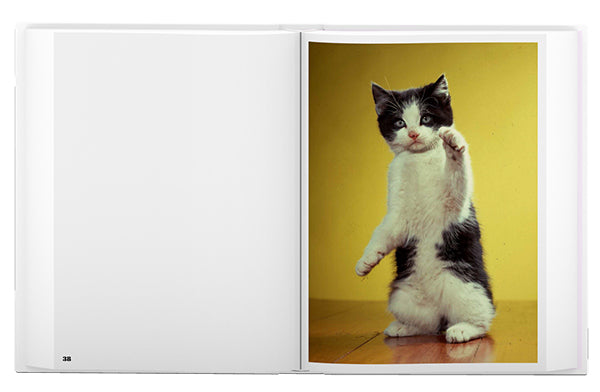 Walter Chandoha: The Cat Photographer