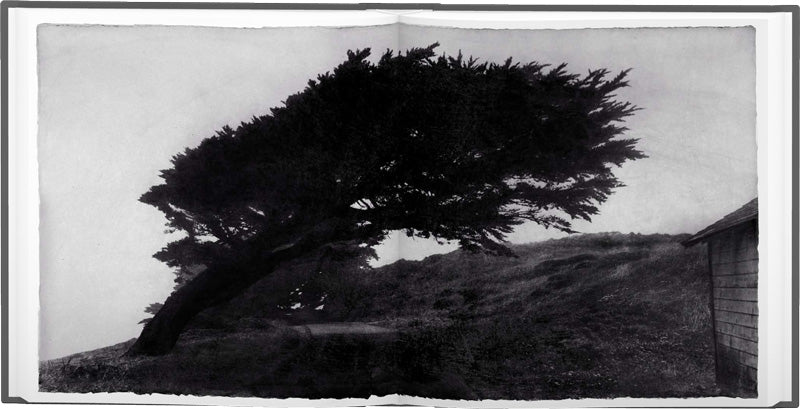 Wind (signed edition)
