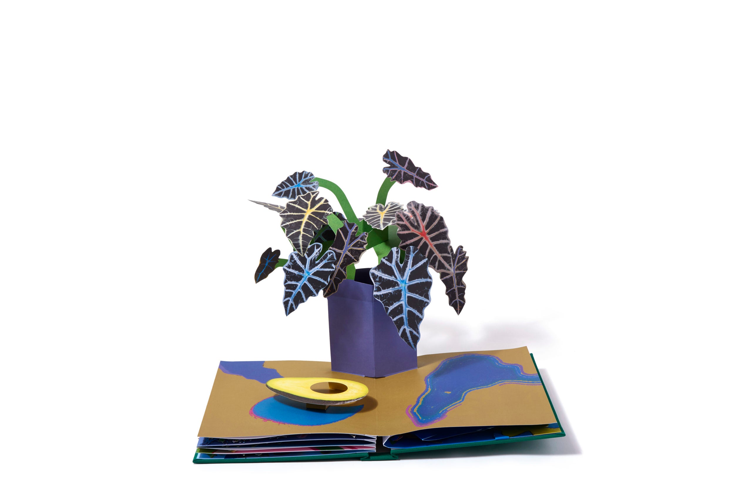 Daniel Gordon: Houseplants