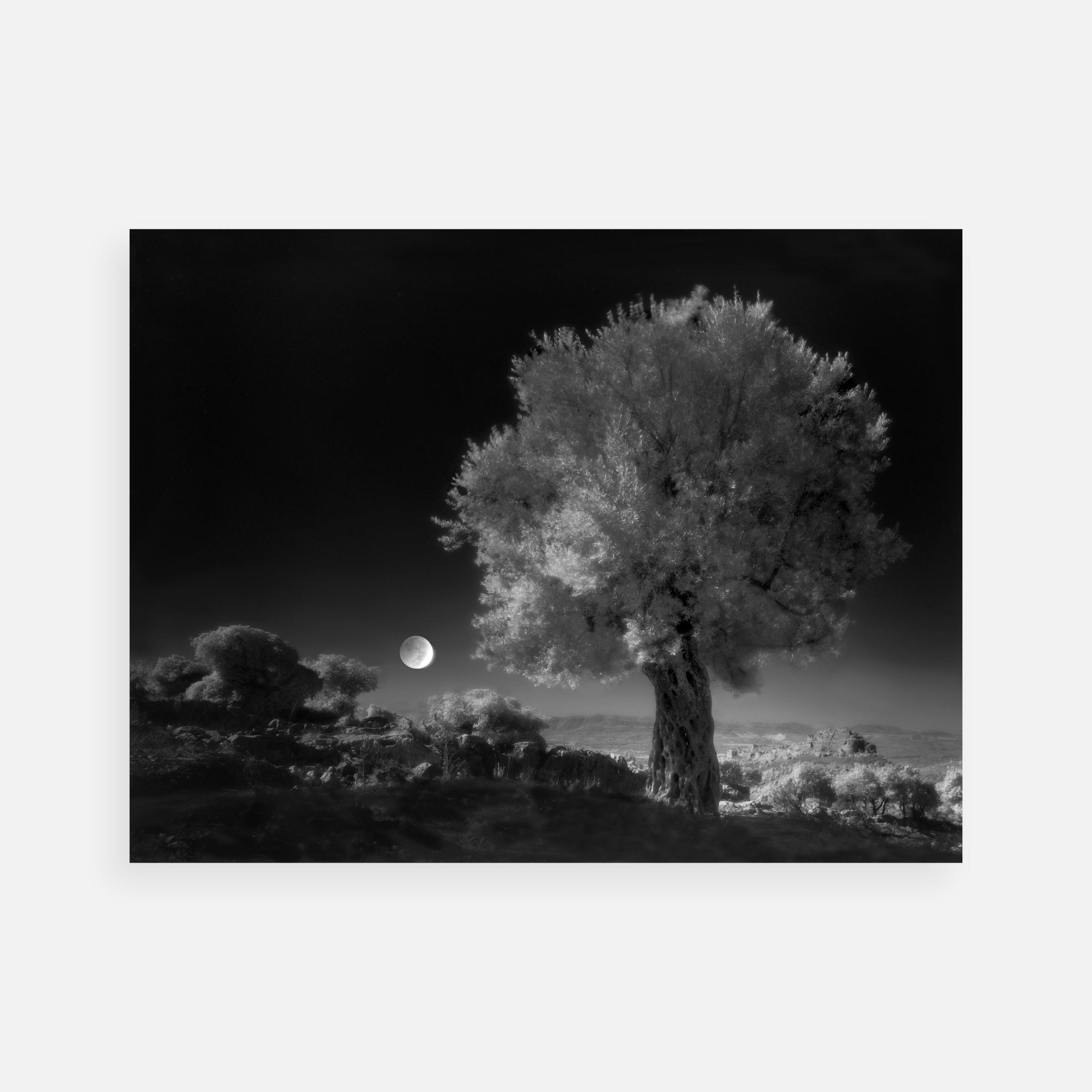 Neil Folberg: Celestial Nights Portfolio: Olive Tree; Starry Grove; Sagittarius