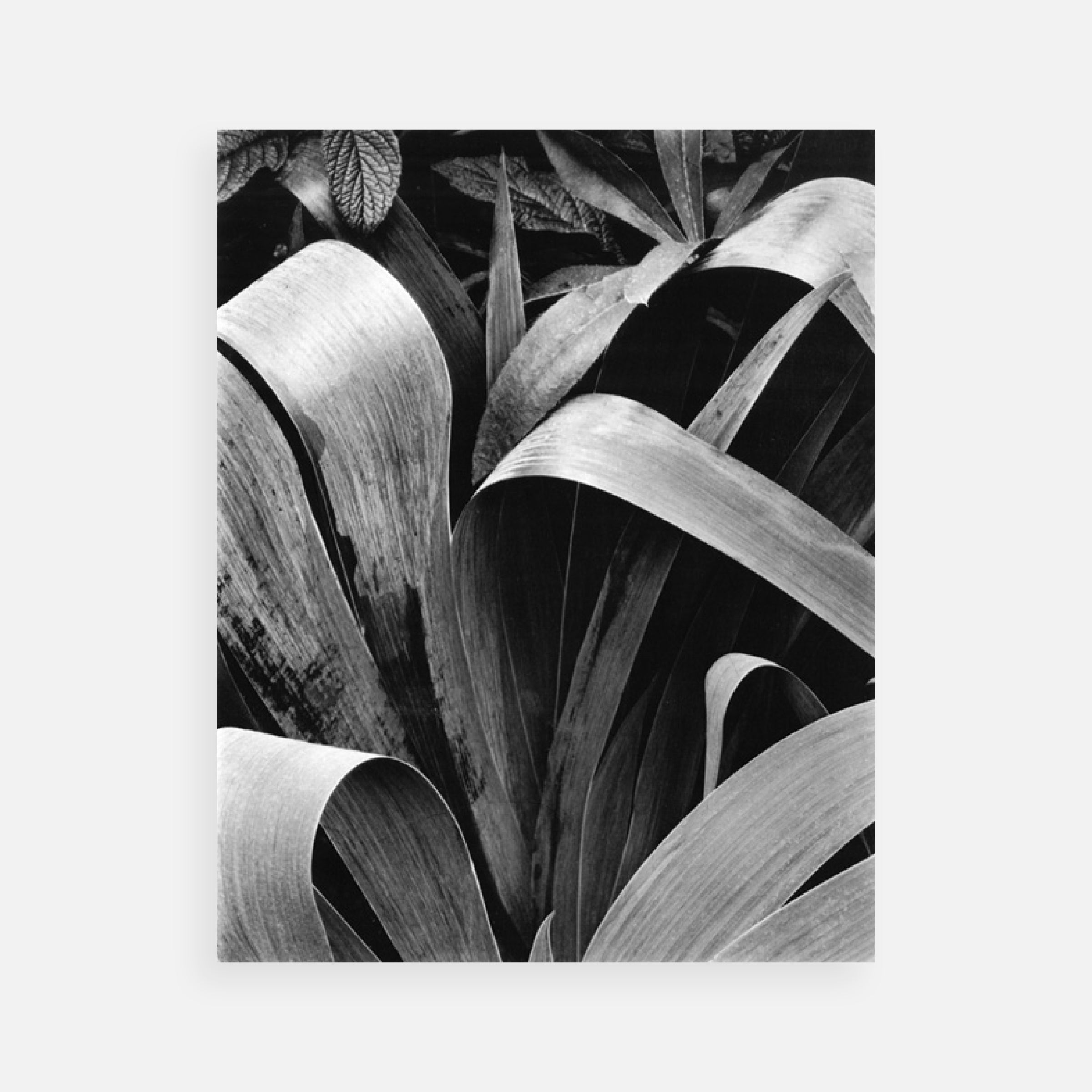 Paul Strand: Portfolio Three