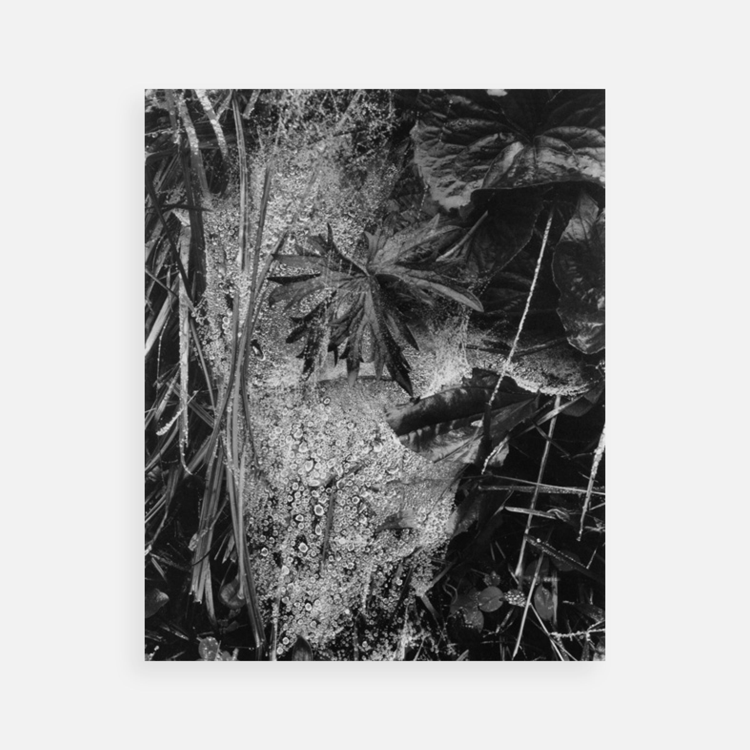 Paul Strand: Portfolio Three