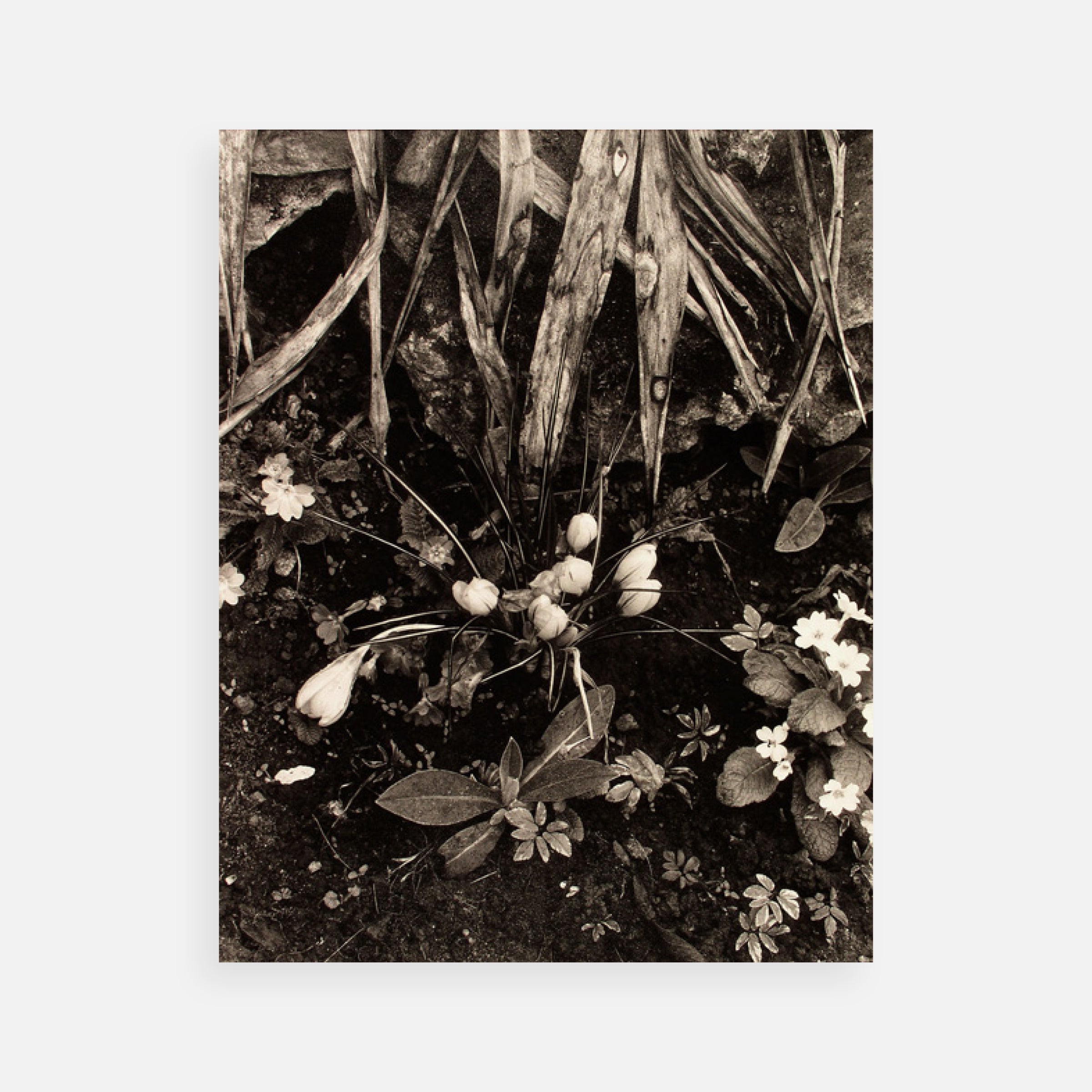 Paul Strand: Portfolio Two