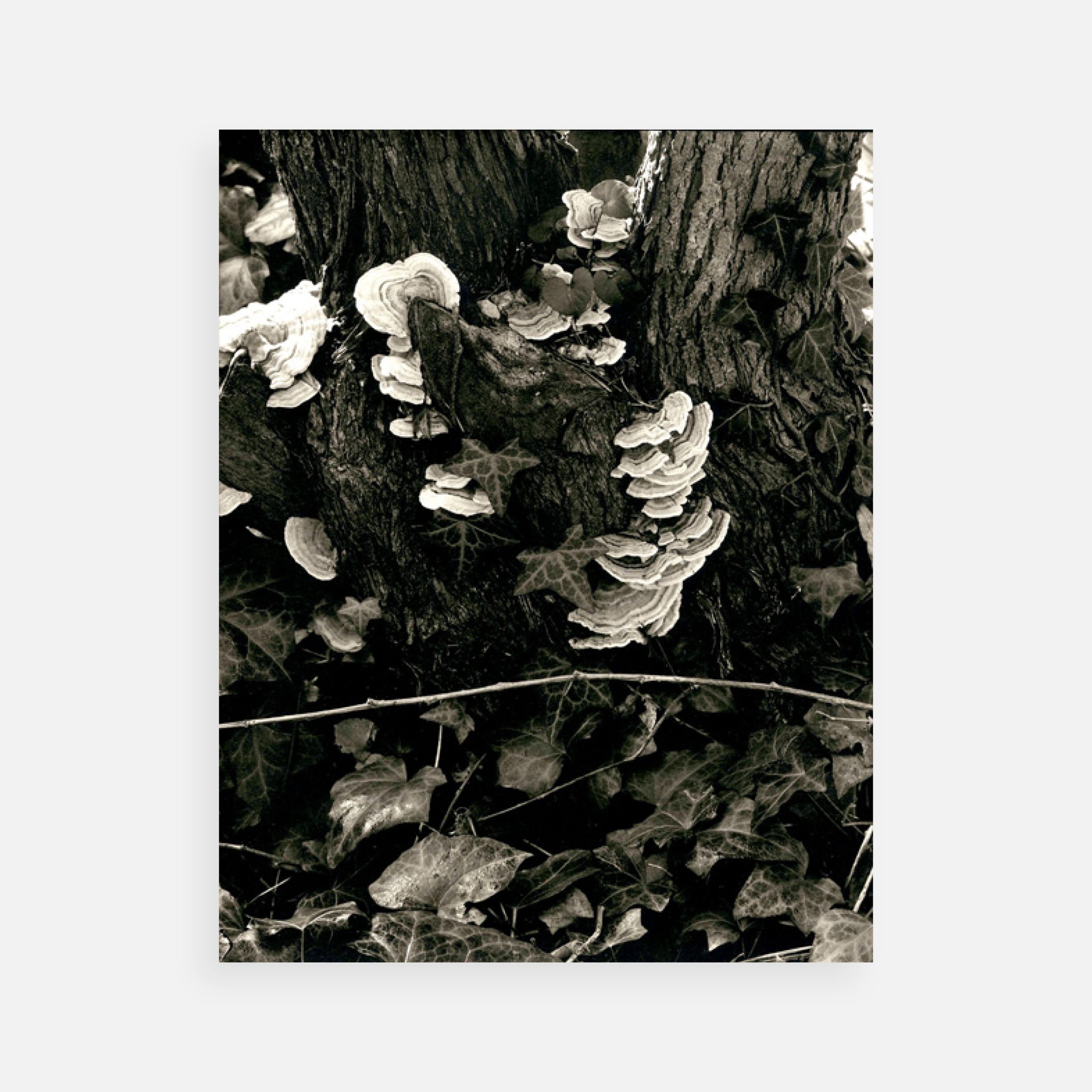 Paul Strand: Portfolio Two