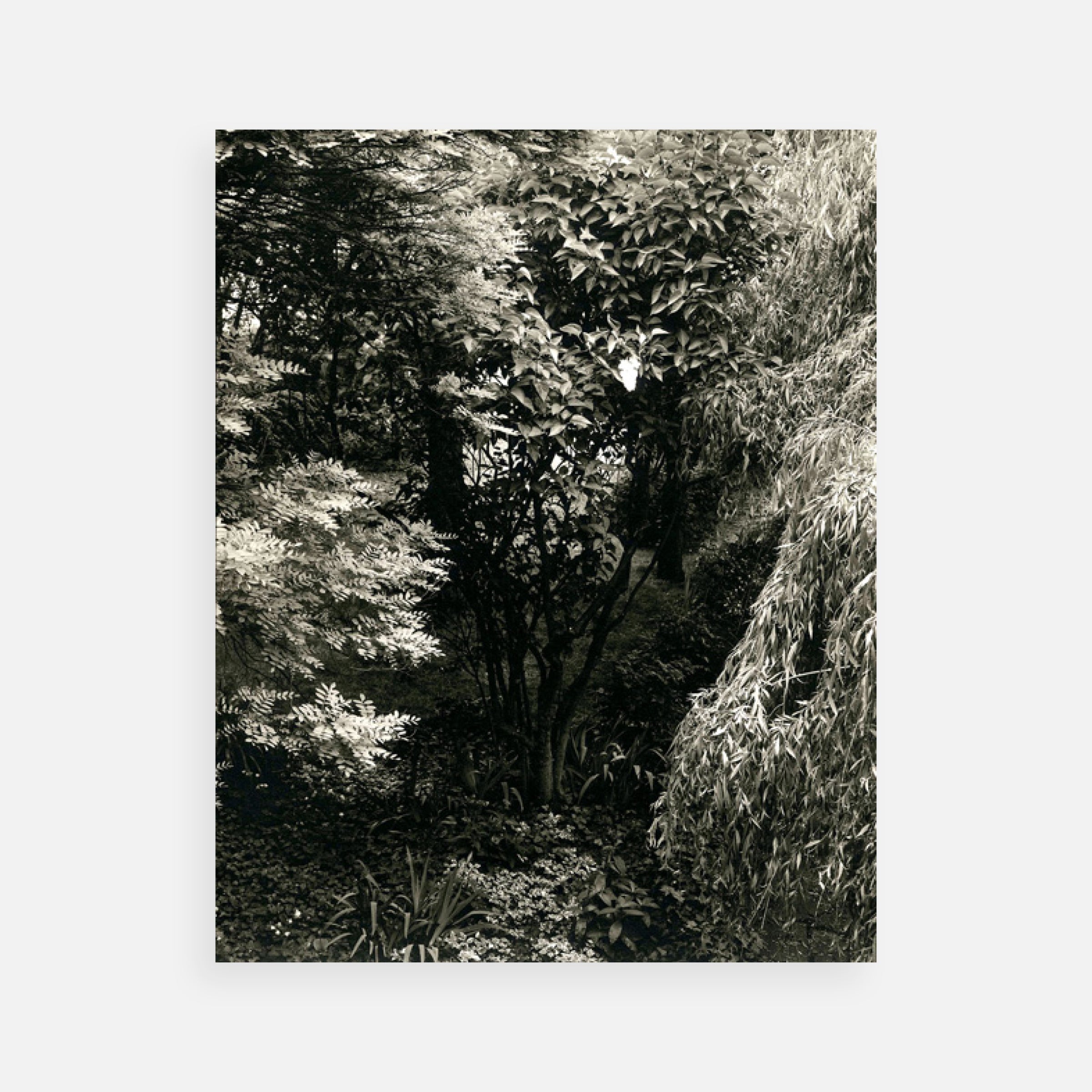 Paul Strand: Portfolio Two