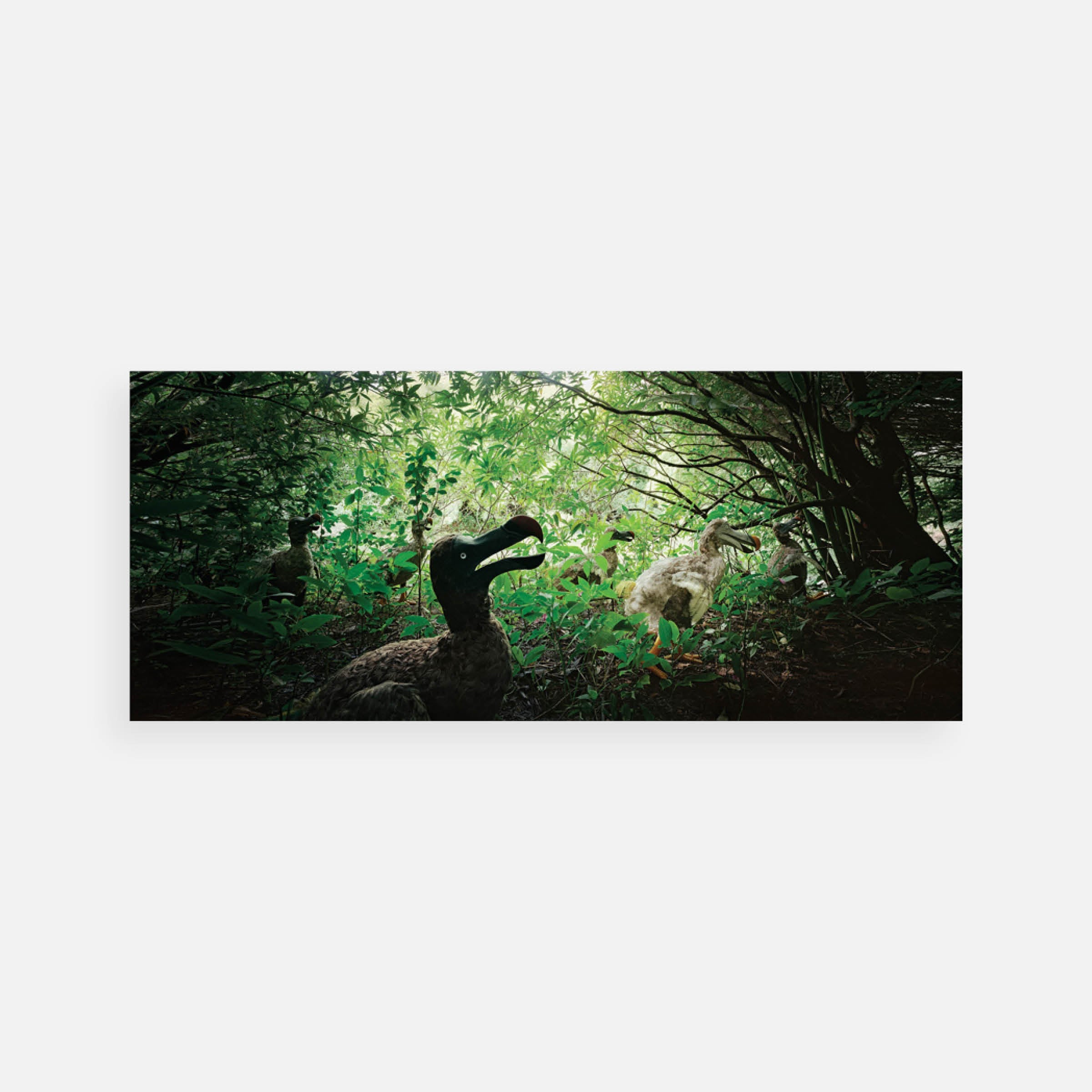 Harri Kallio: Combo Nature Preserve #6, Mauritius, 2004