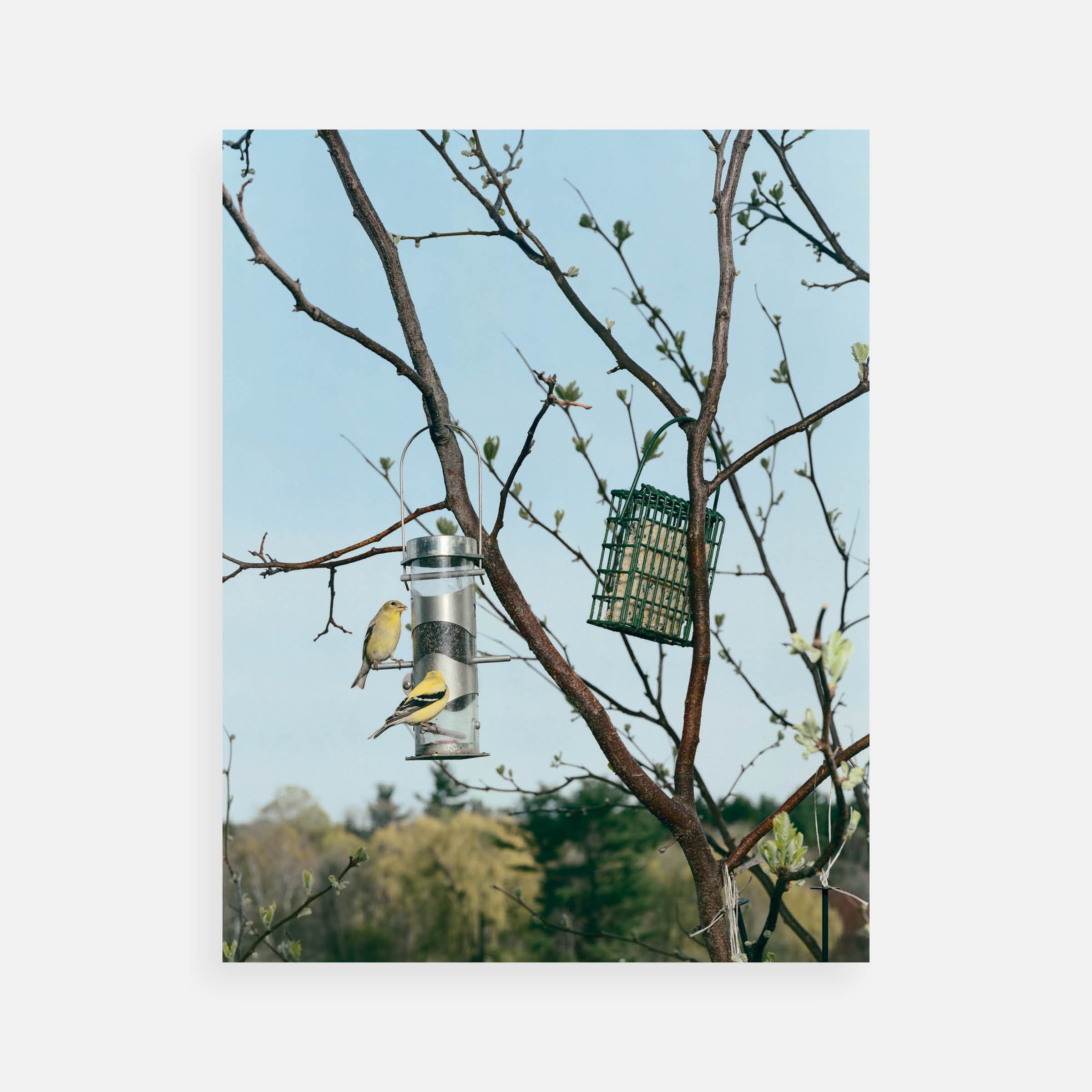 Neeta Madahar: Sustenance 95, 2003