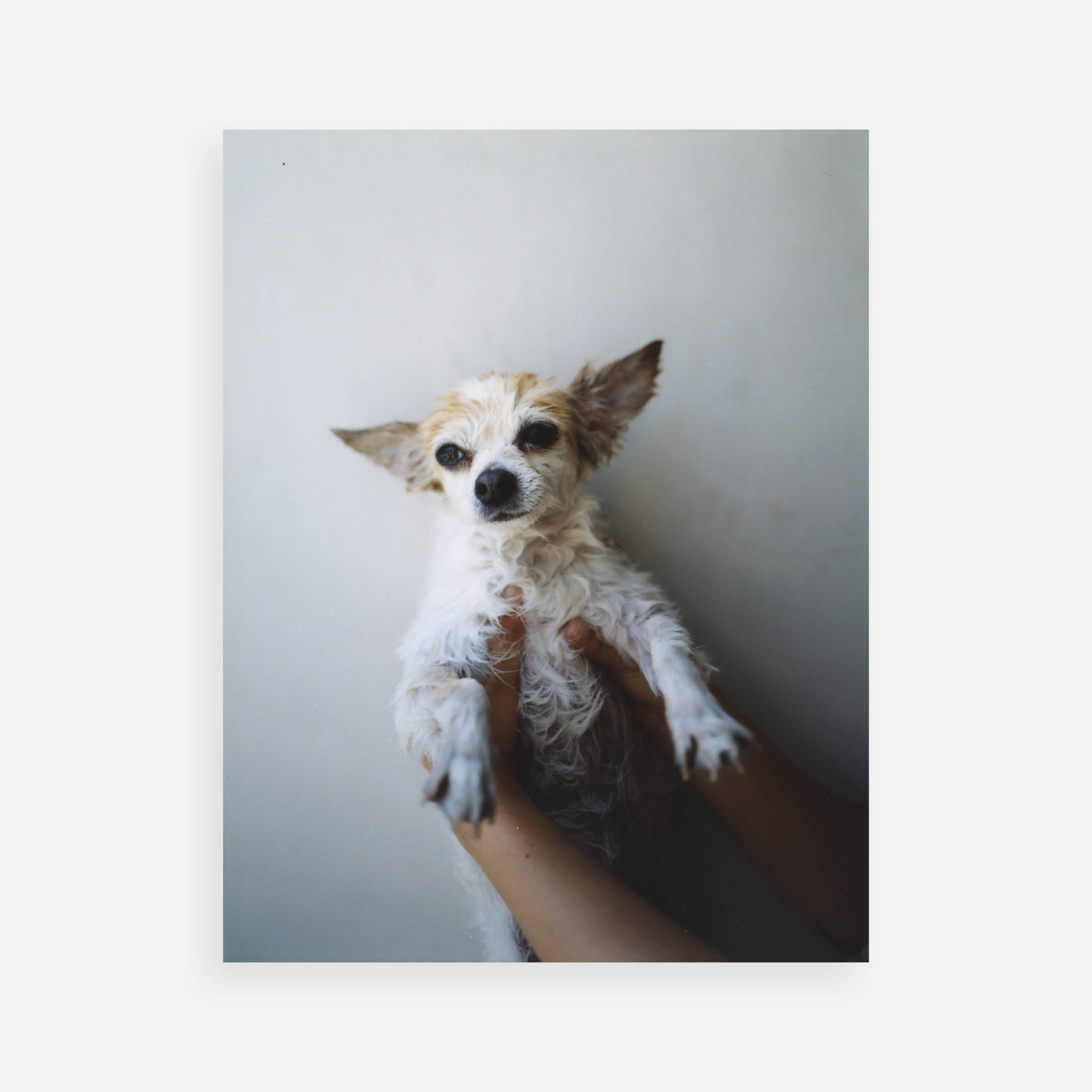 Takashi Homma: My Dog, Royce 1, 2005