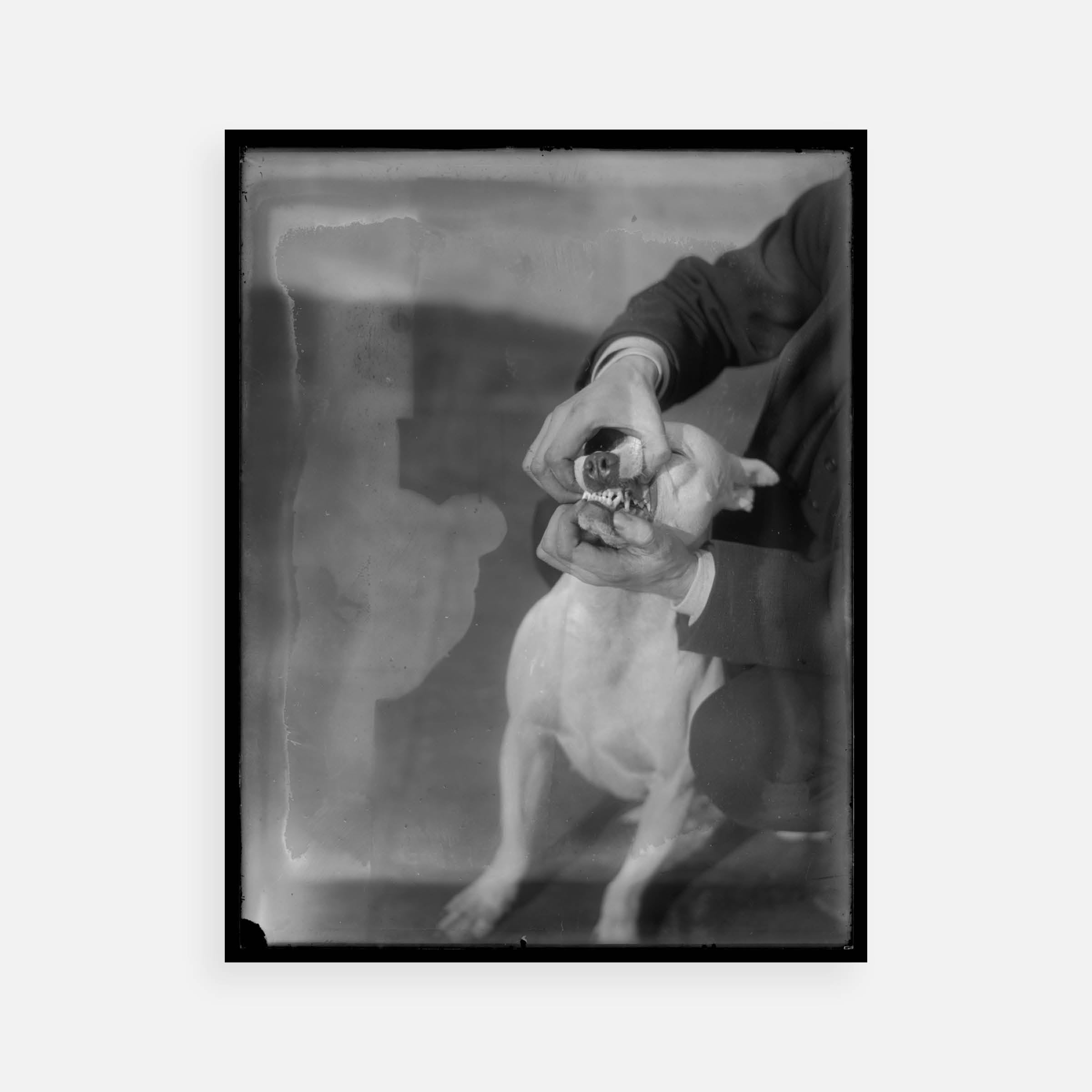William van der Weyde: Dog Training