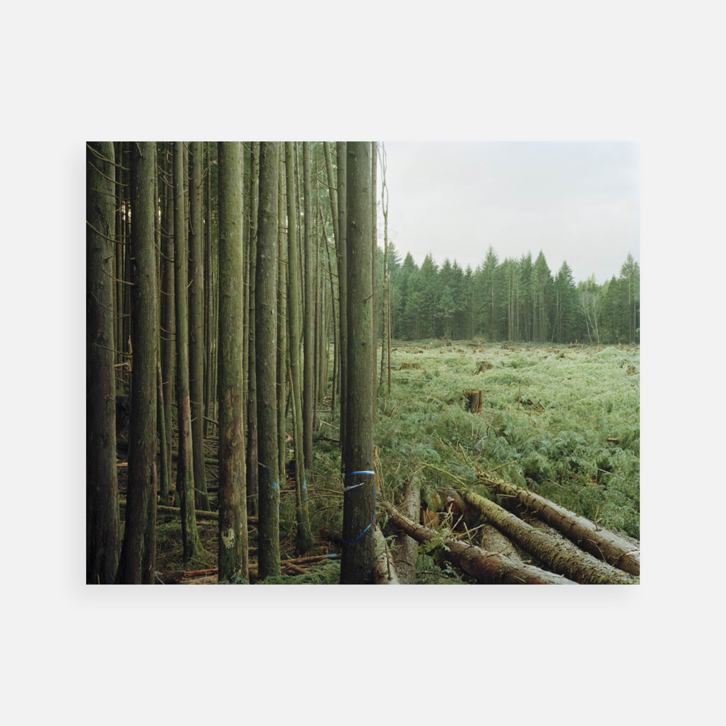 Eirik Johnson: Freshly Felled Trees, 2007