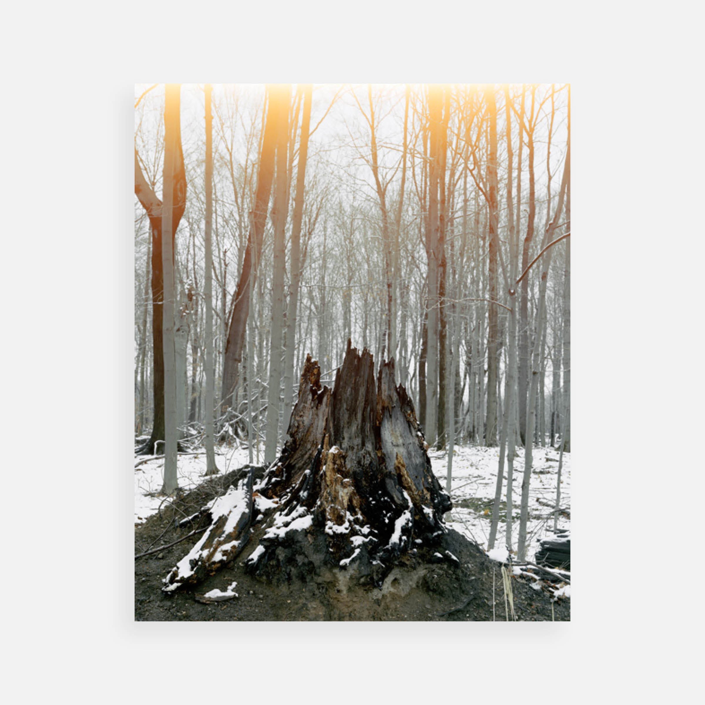 John Opera: Caprice II, 2006
