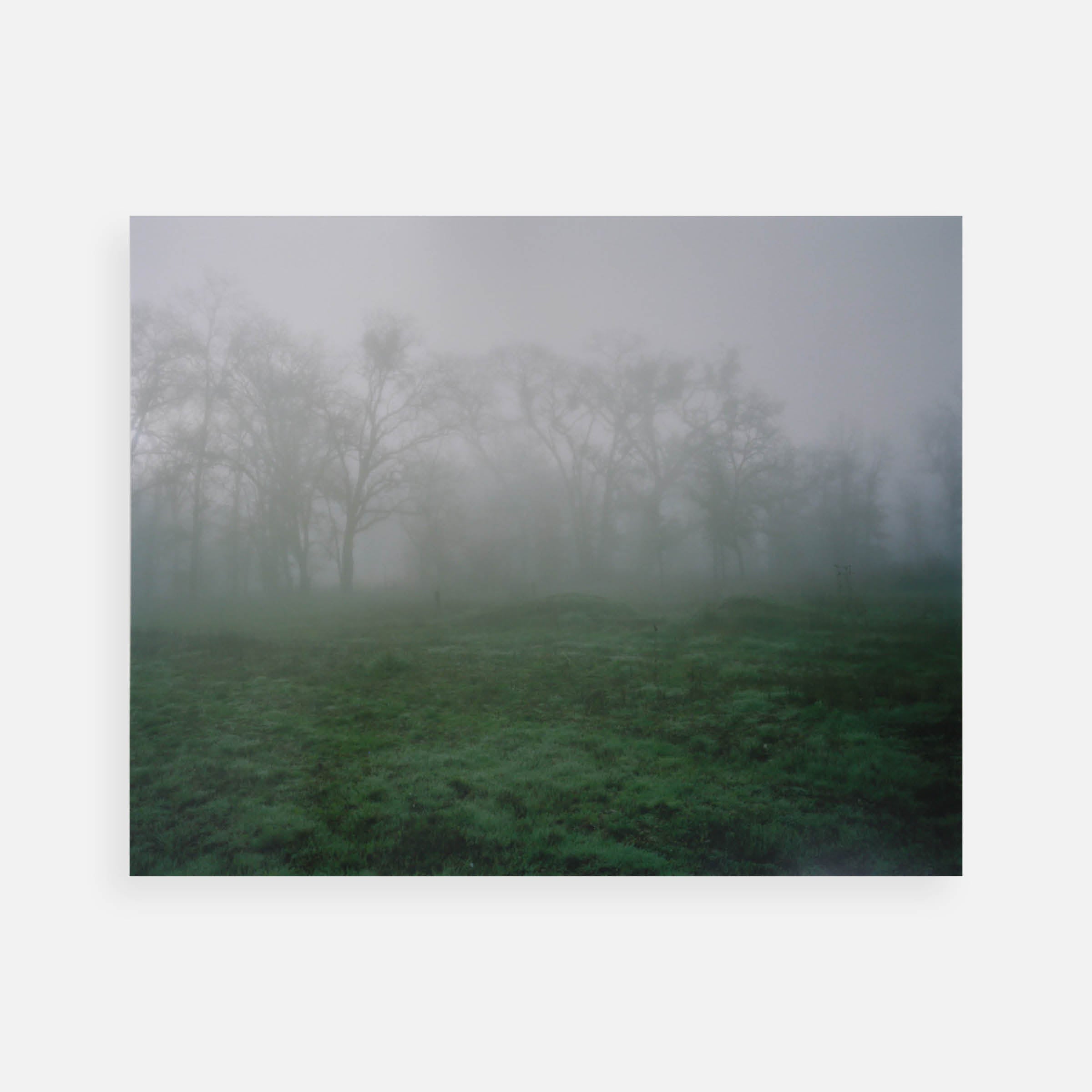 Maureen Drennan: Wall of Trees, from the series Meet Me in the Green Glen, 2009