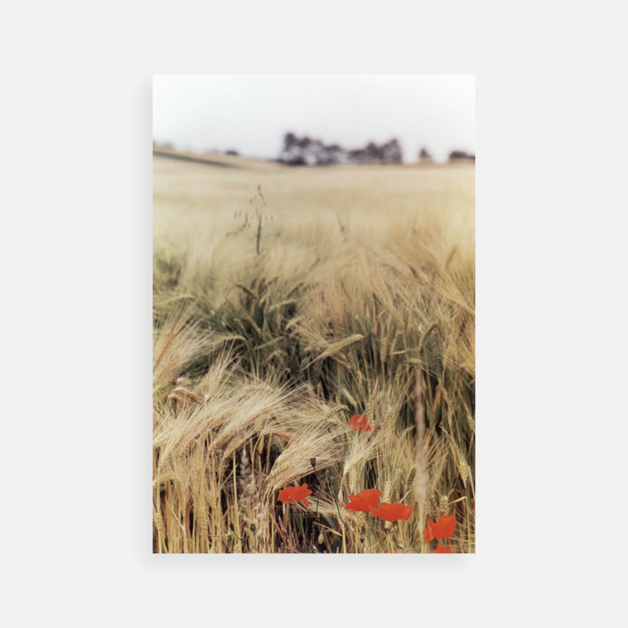 Ralph Gibson: Wheat Field, Burgundy, 1993