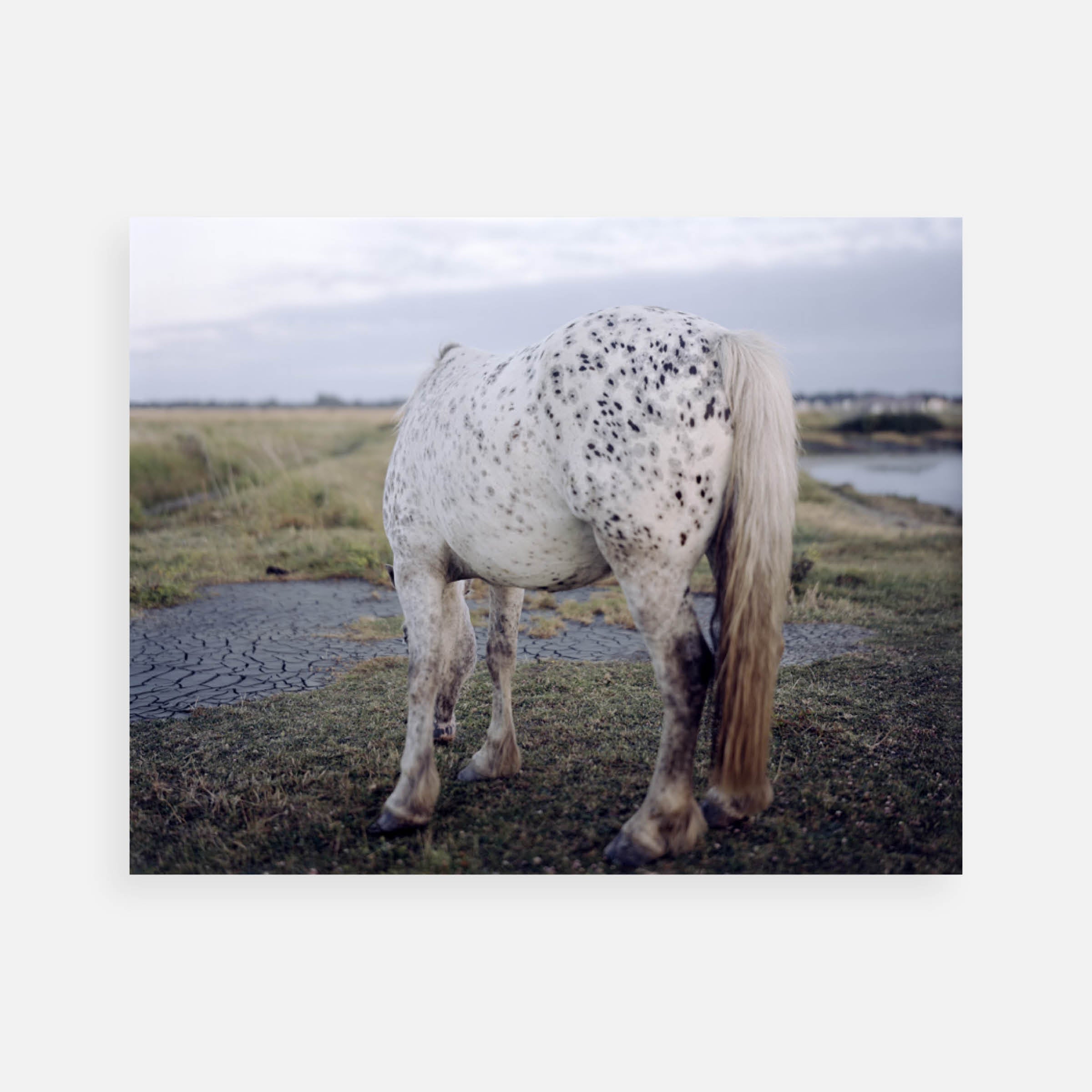 Robin Friend: Untitled, from the series The Belly of the Whale, 2008–09