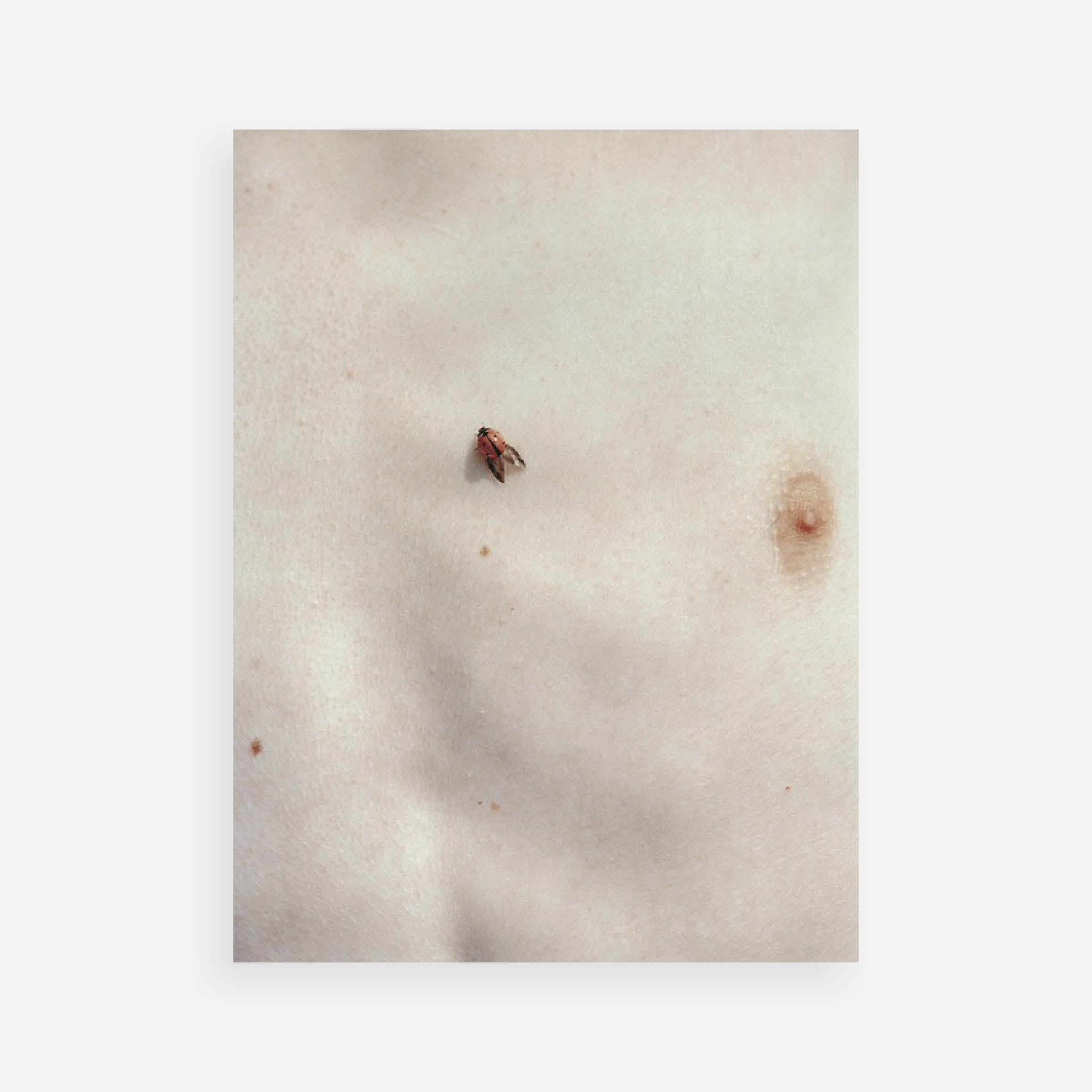 Regine Petersen: Ladybug, 2006