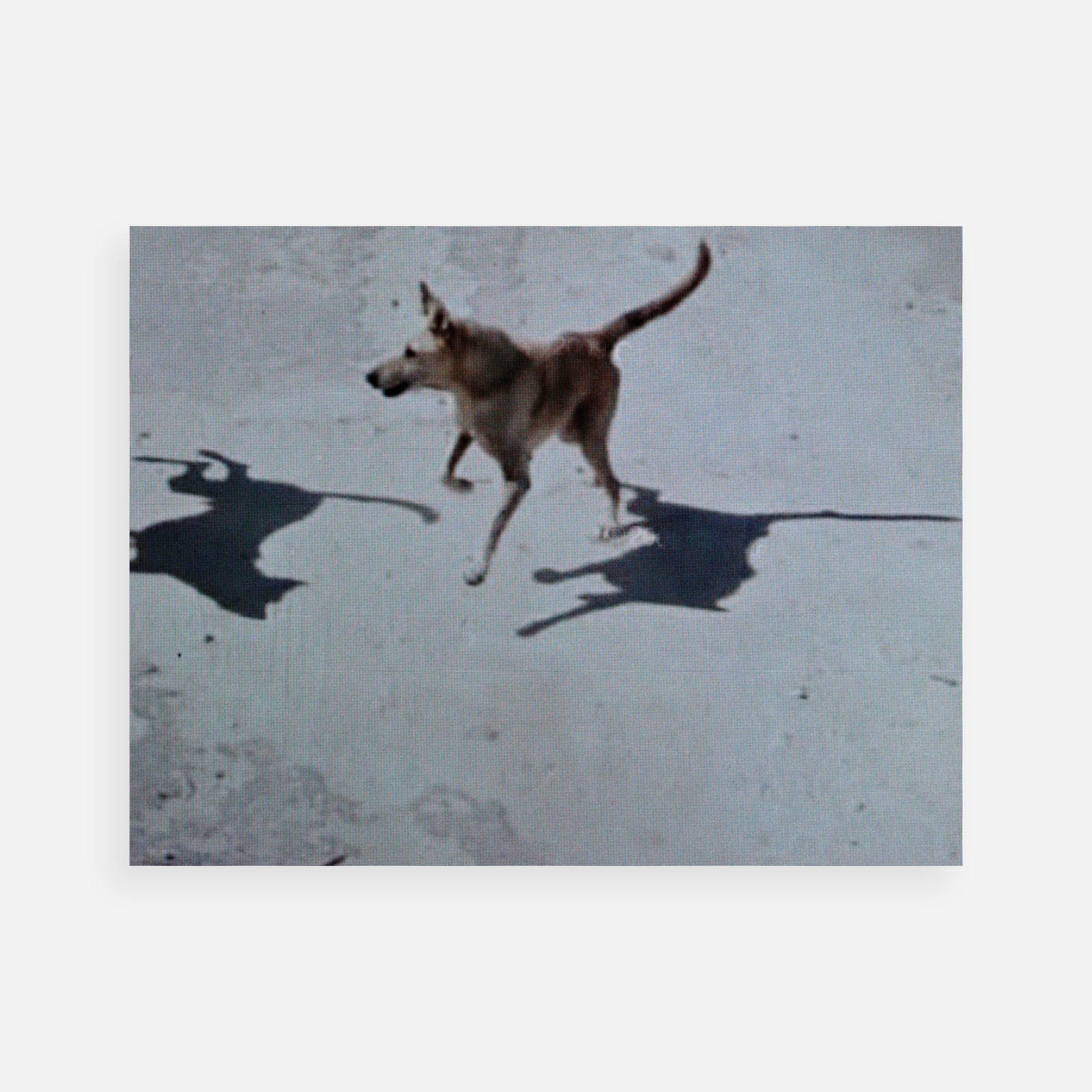 Michael Wolf: Street View Triptych #2 (Animals), 2009
