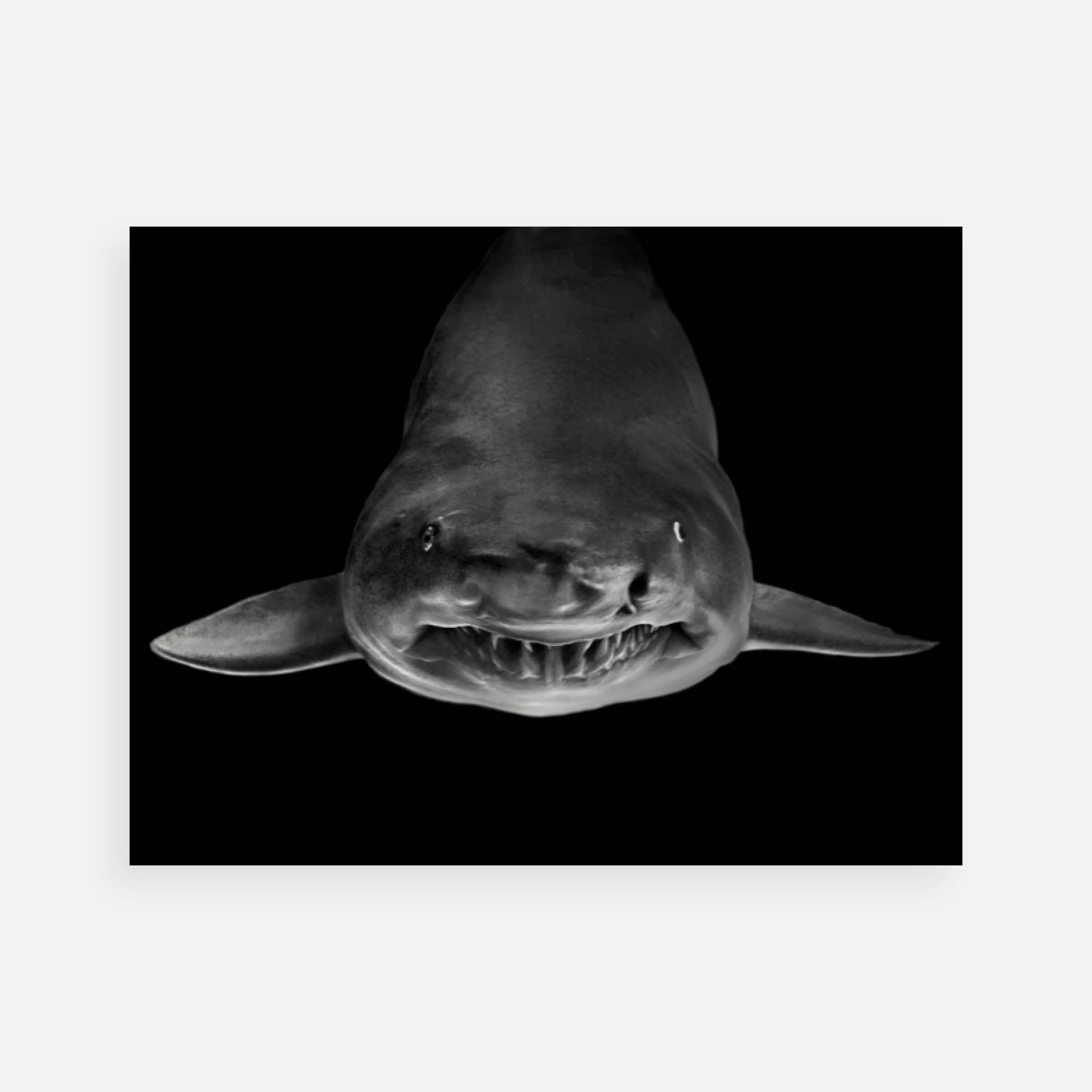 Elliot Ross: Animal (276), 2014