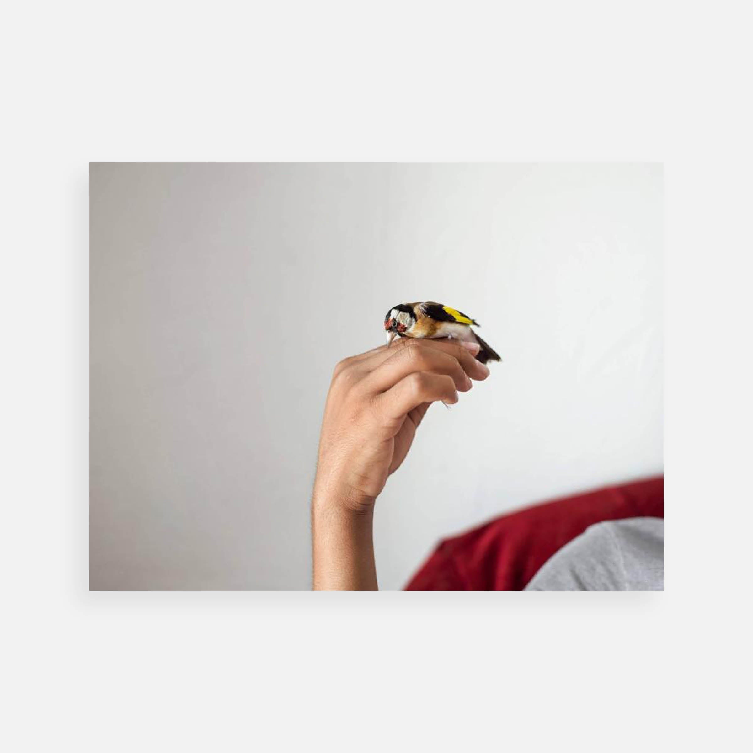 Alessandra Sanguinetti: Ahmet’s Bird, Quartiers Nord, Marseille, 2016