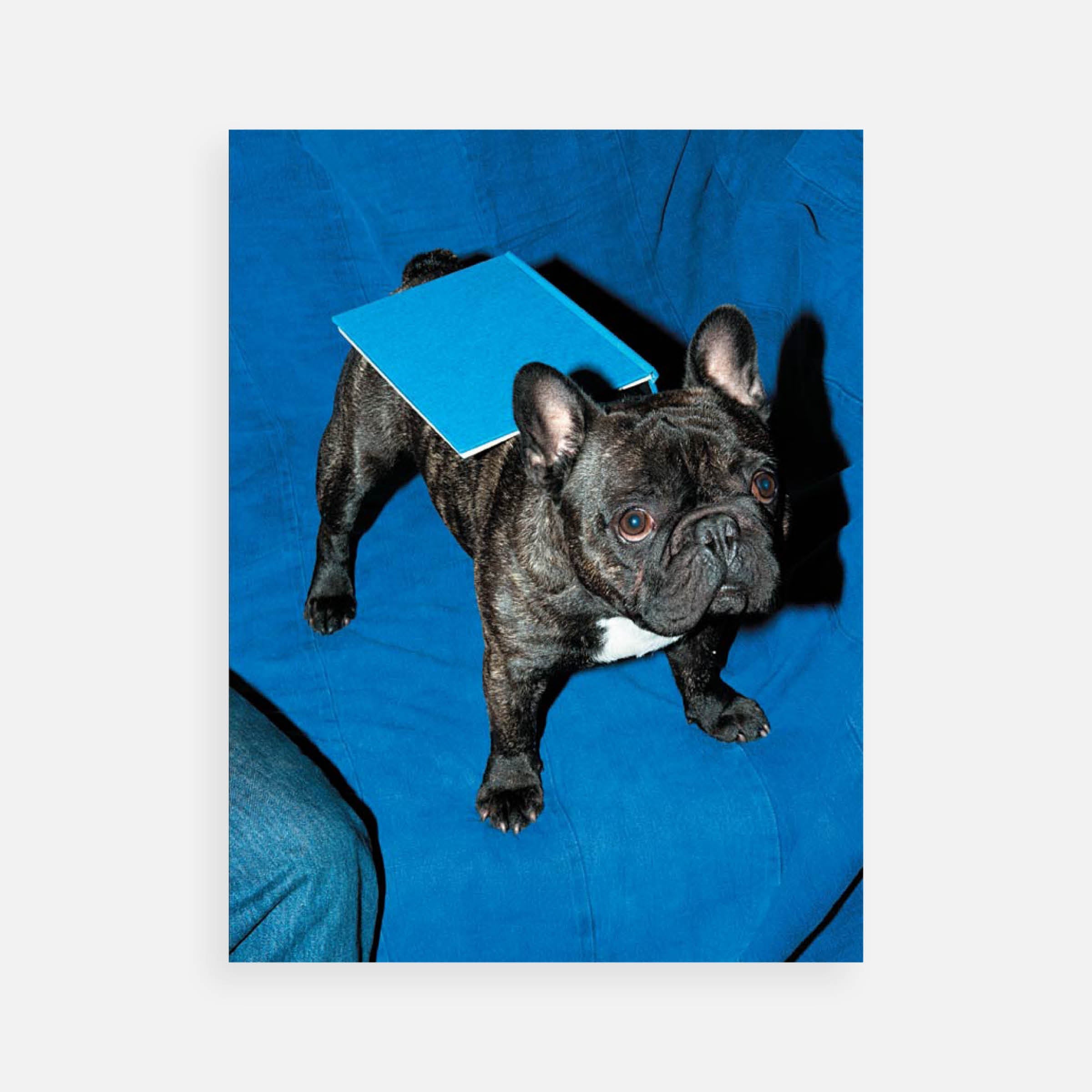 Nicolas Haeni: Blue Dog, 2015