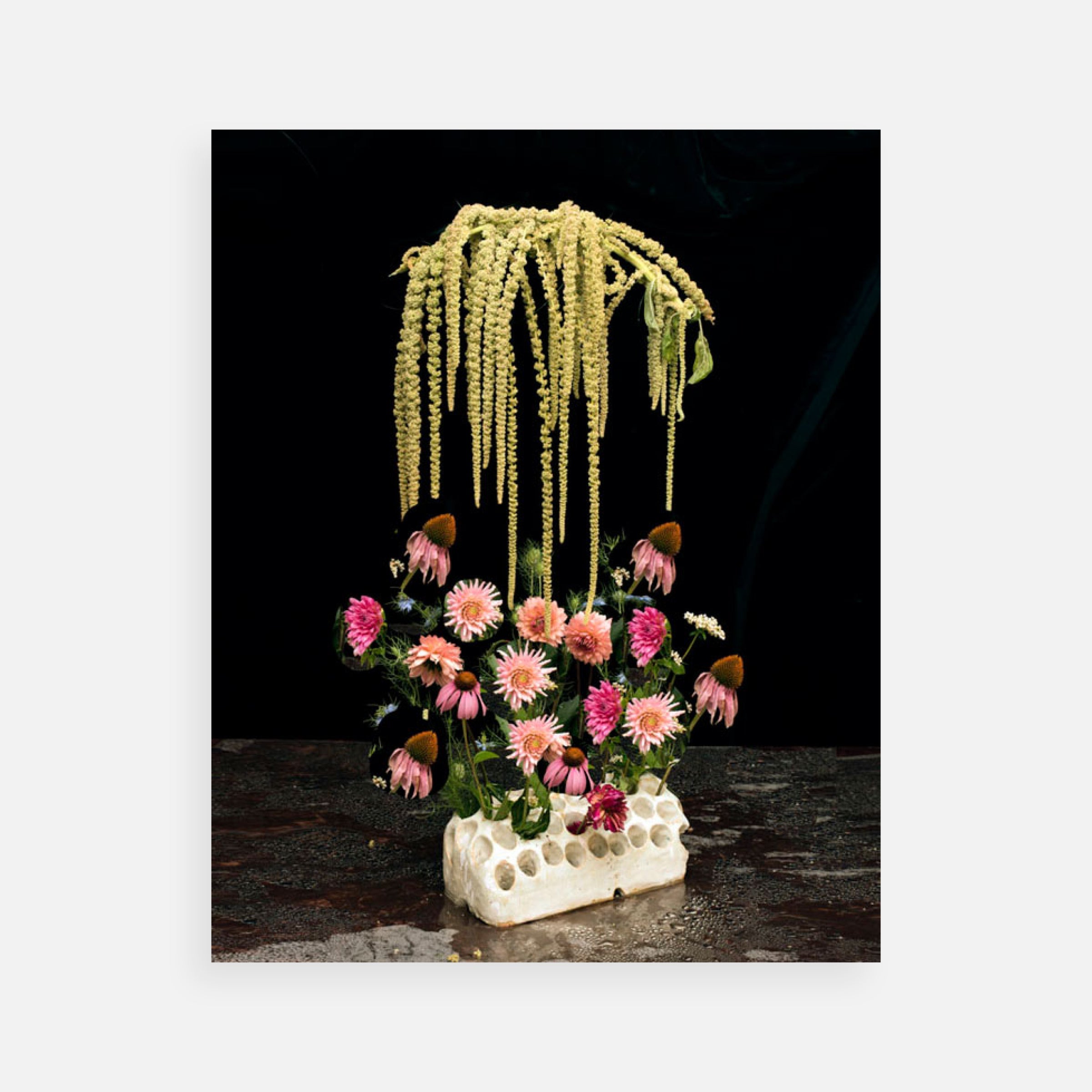 Nico Krijno: Edible plants growing outside my studio, 2016