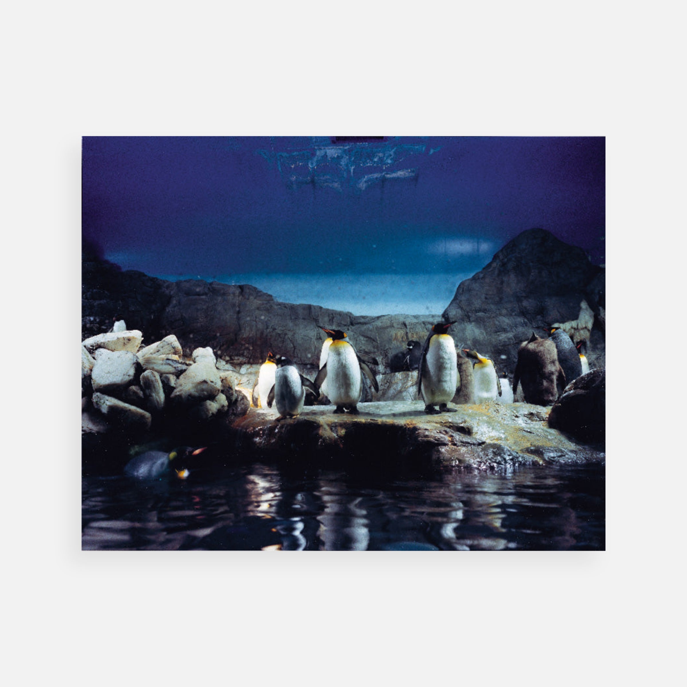 Len Jenshel: Kaiyukan Aquarium, Osaka, Japan, 2001