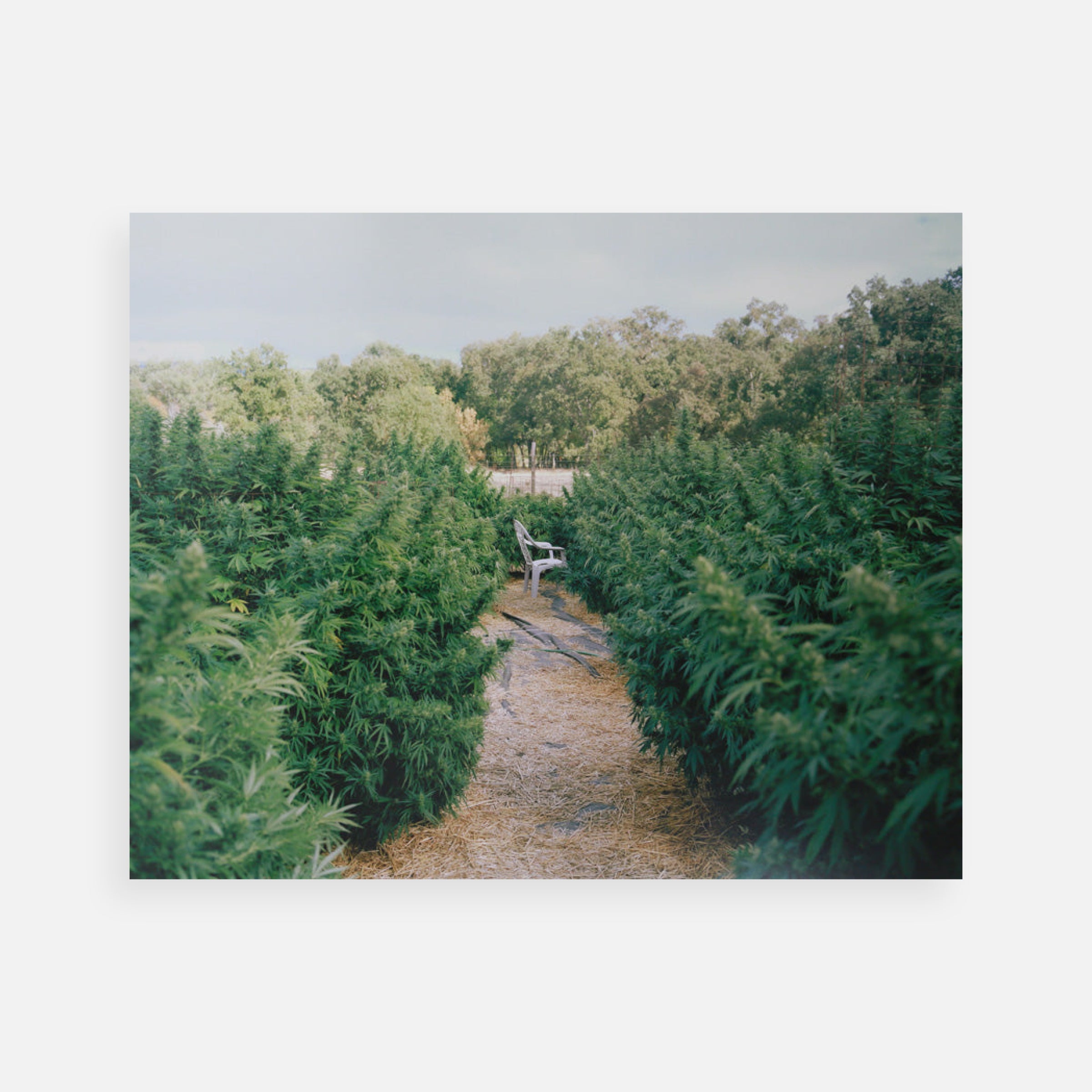 Maureen Drennan: Garden, from the series Meet Me in the Green Glen, 2009