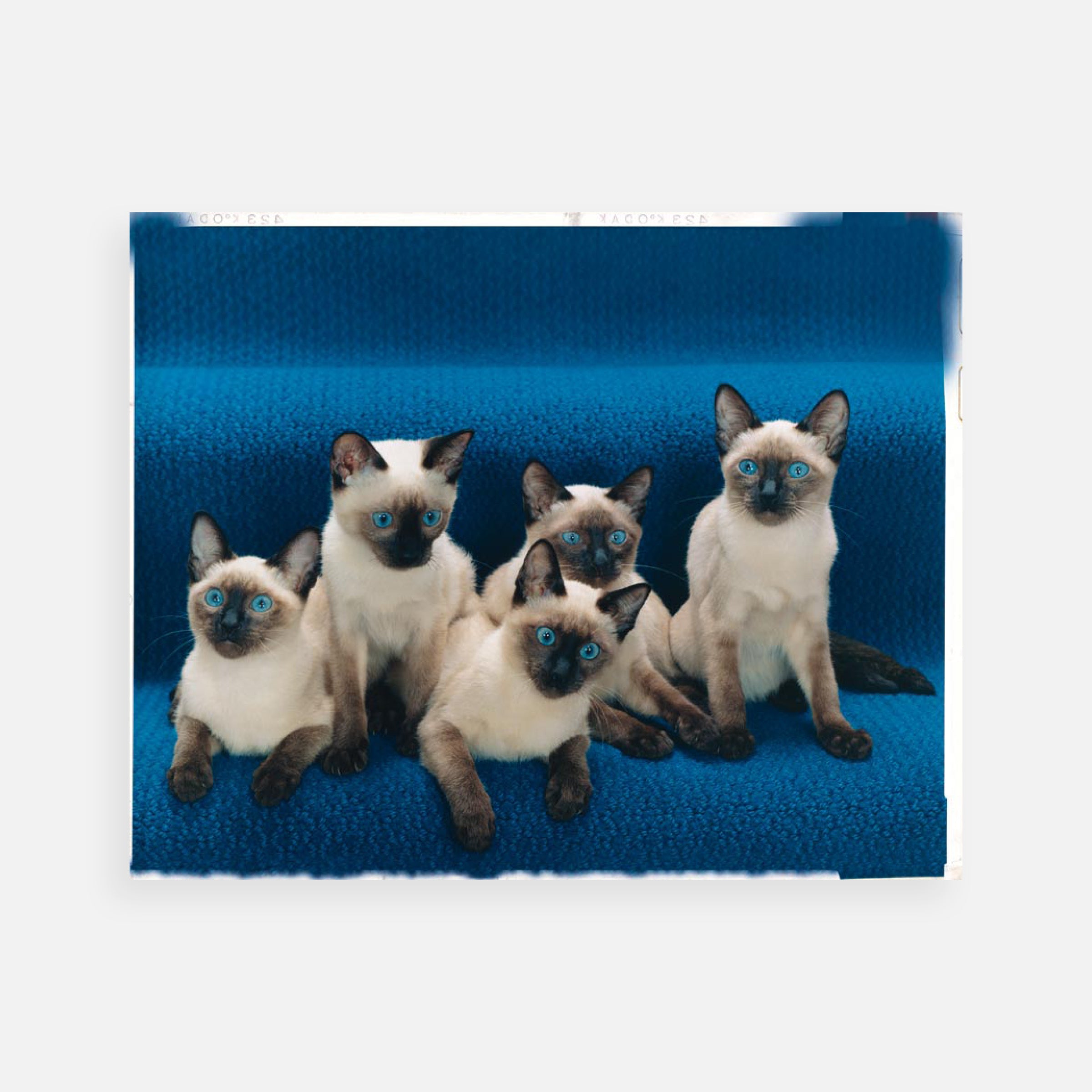Walter Chandoha: Five Siamese on Blue Steps, 1984