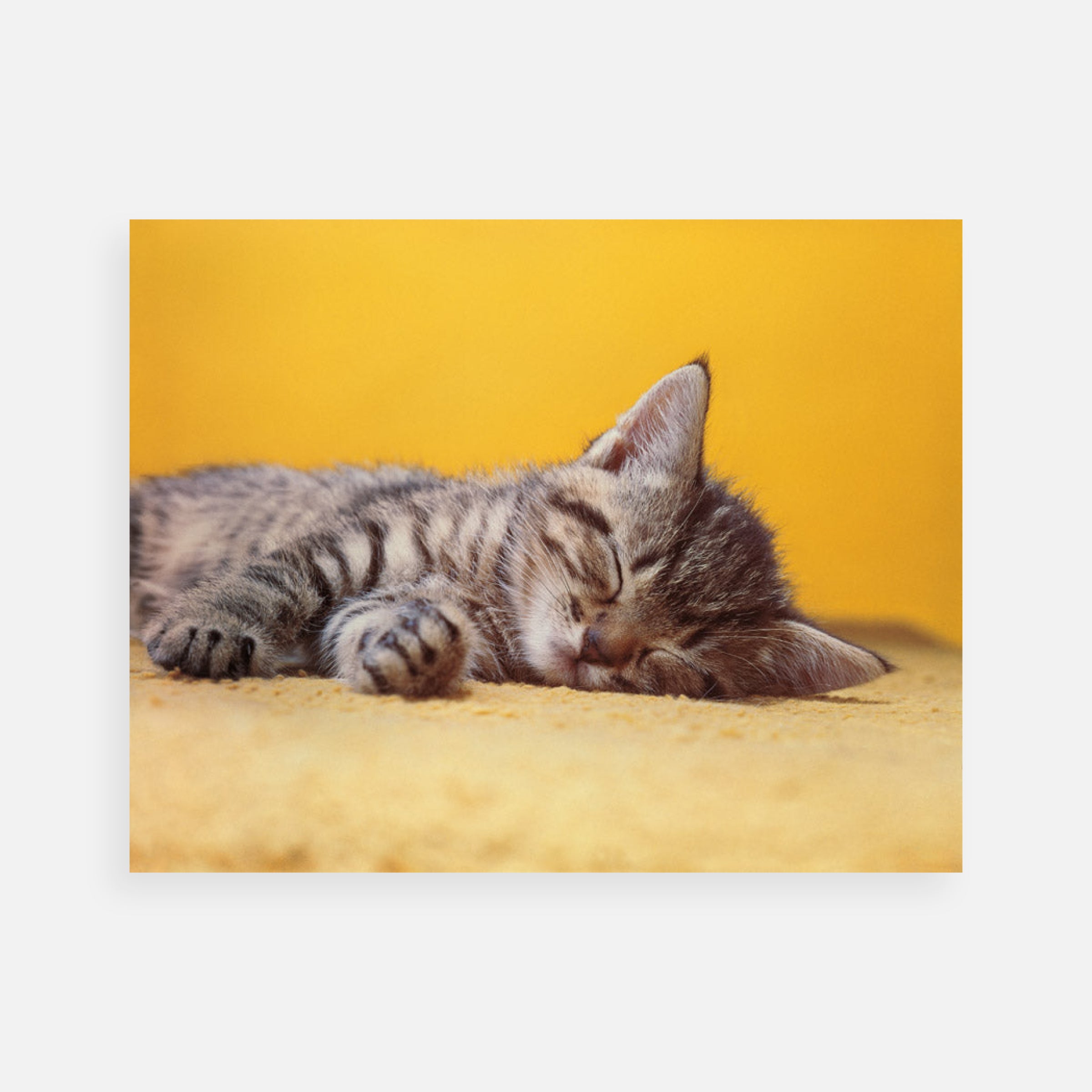 Walter Chandoha: Tabby Kitten Sleeping, 1973
