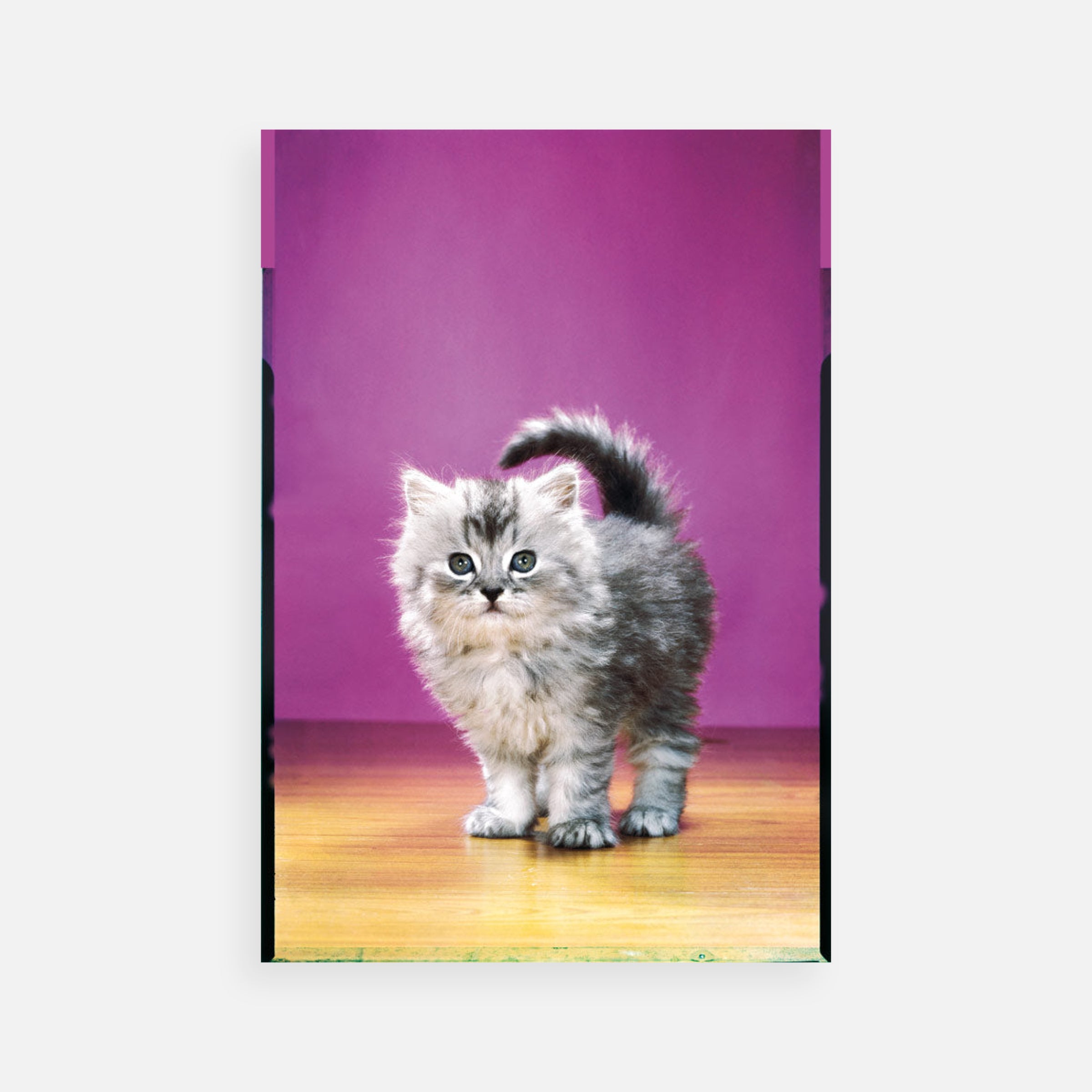 Walter Chandoha: Curly Tailed, Gray Persian Kitten, 1951