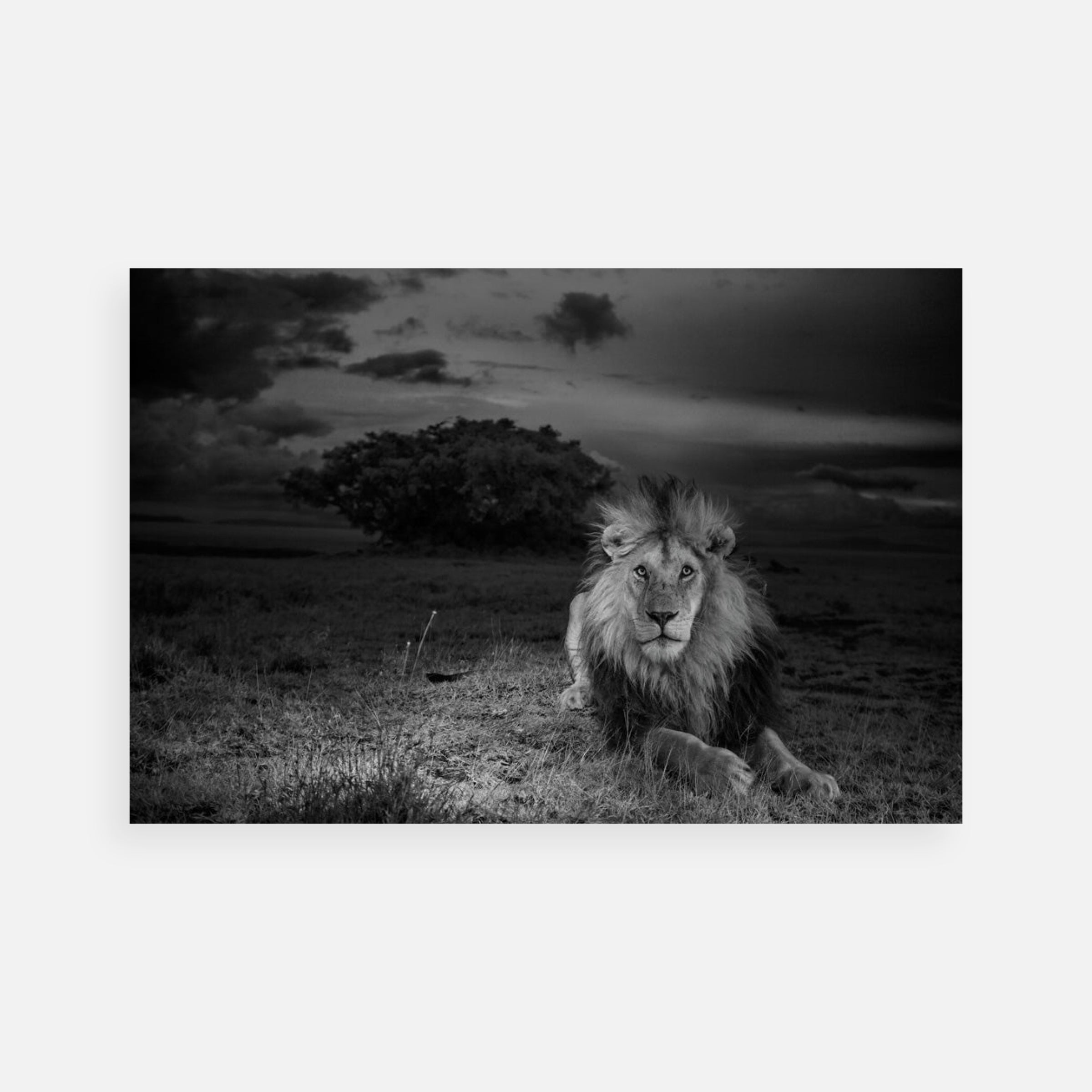 Michael “Nick” Nichols: C-Boy, Serengeti National Park, Tanzania, 2012