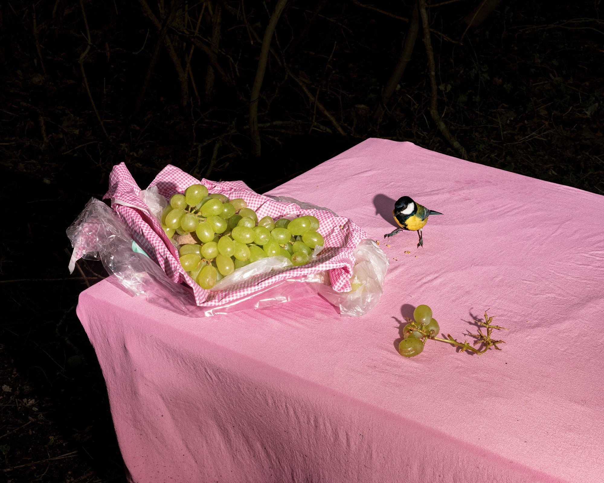 Still Life