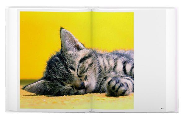 Walter Chandoha: The Cat Photographer