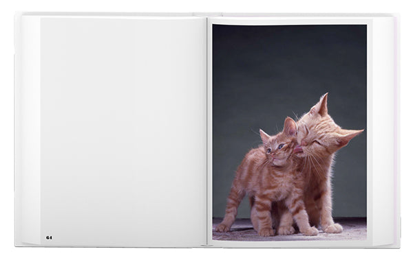 Walter Chandoha: The Cat Photographer