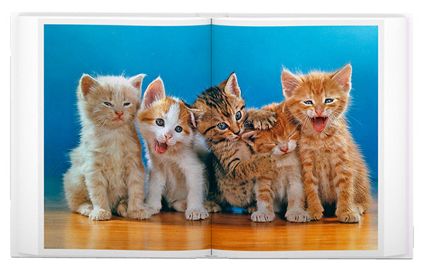 Walter Chandoha: The Cat Photographer