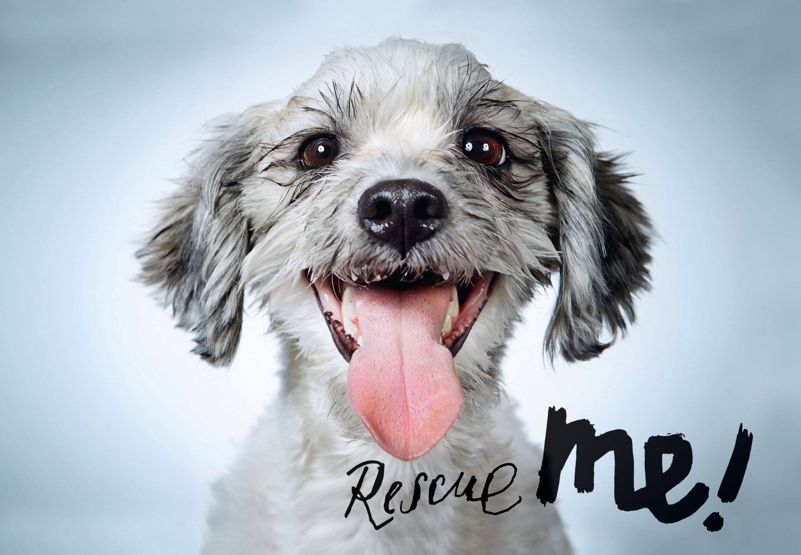 Rescue Me (signed edition)