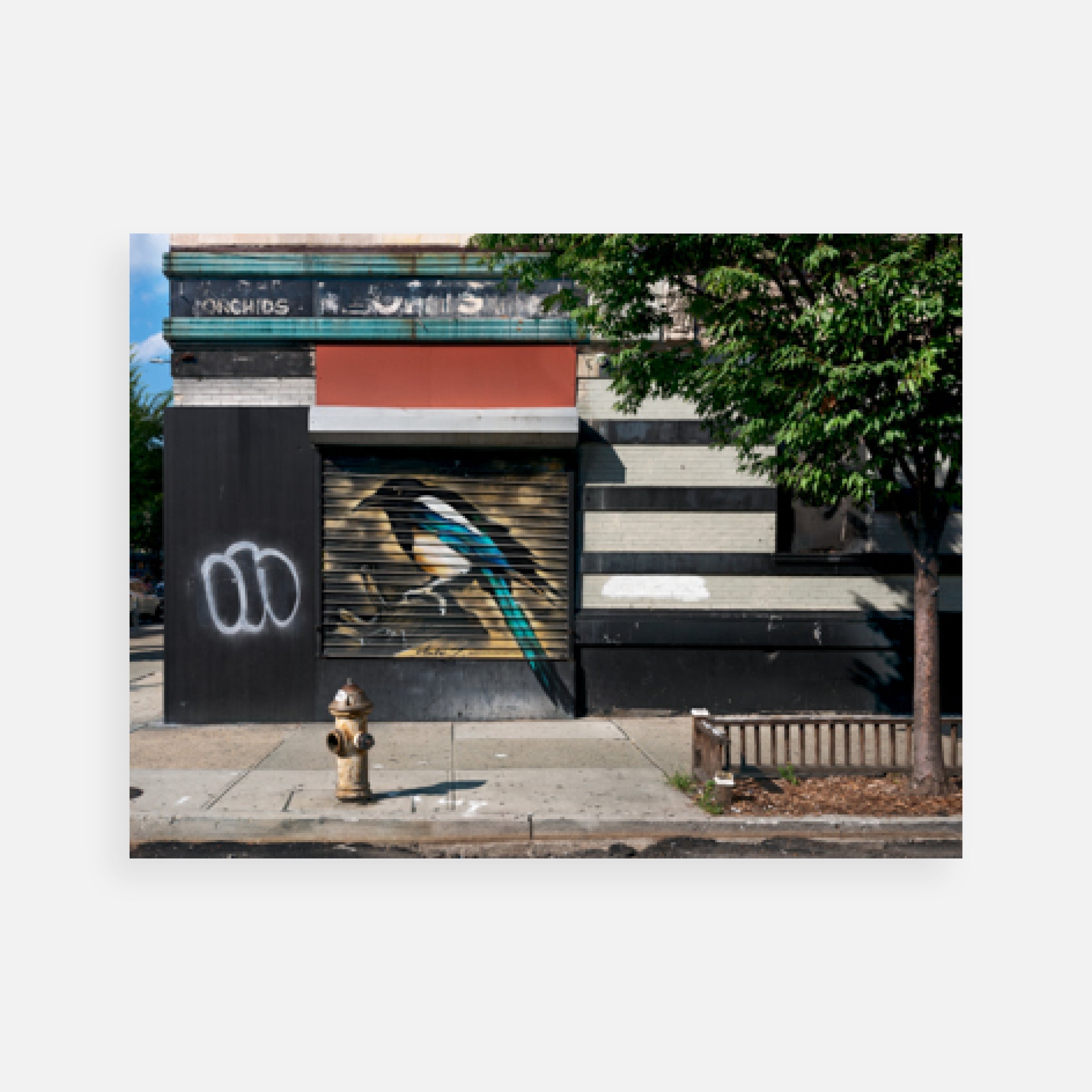 Gail Albert Halaban: Audubon Mural Project Prints