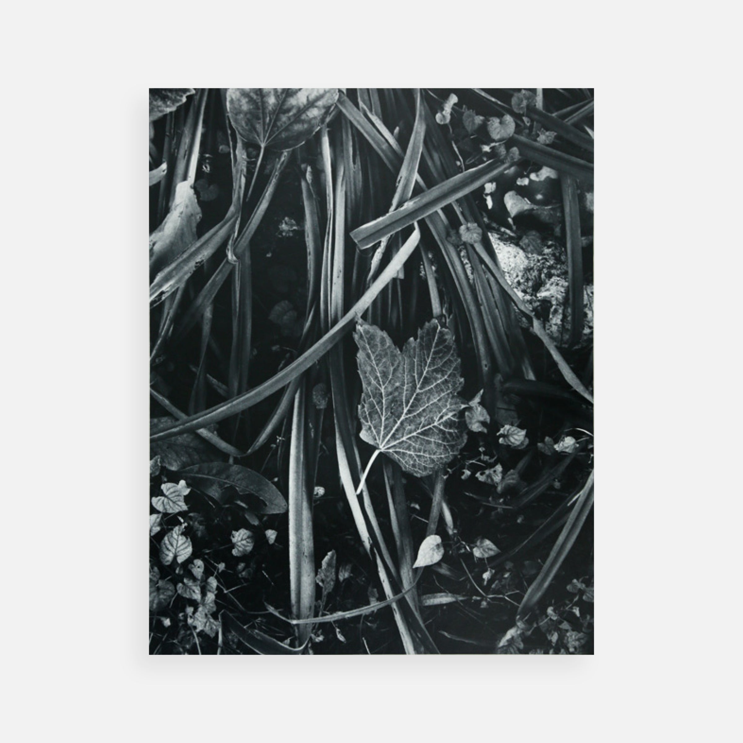 Paul Strand: Portfolio Four