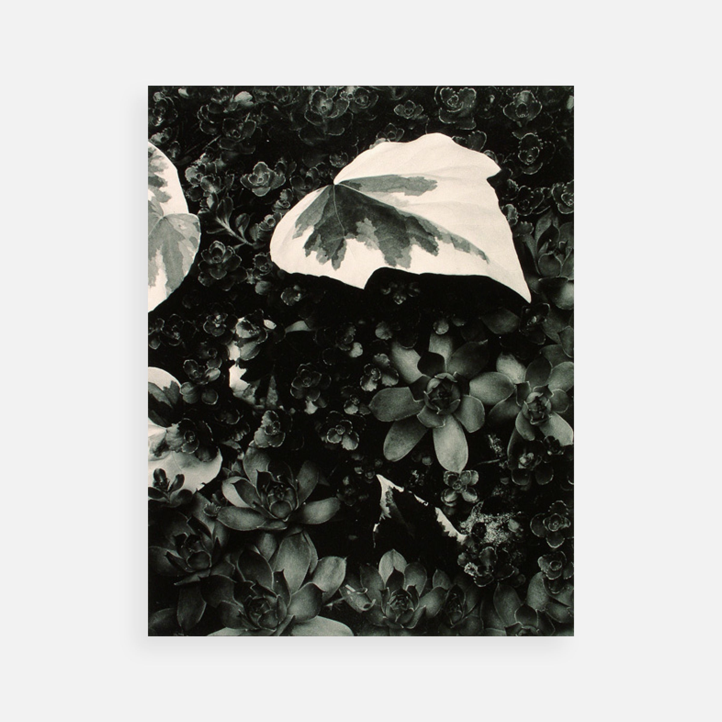 Paul Strand: Portfolio Two