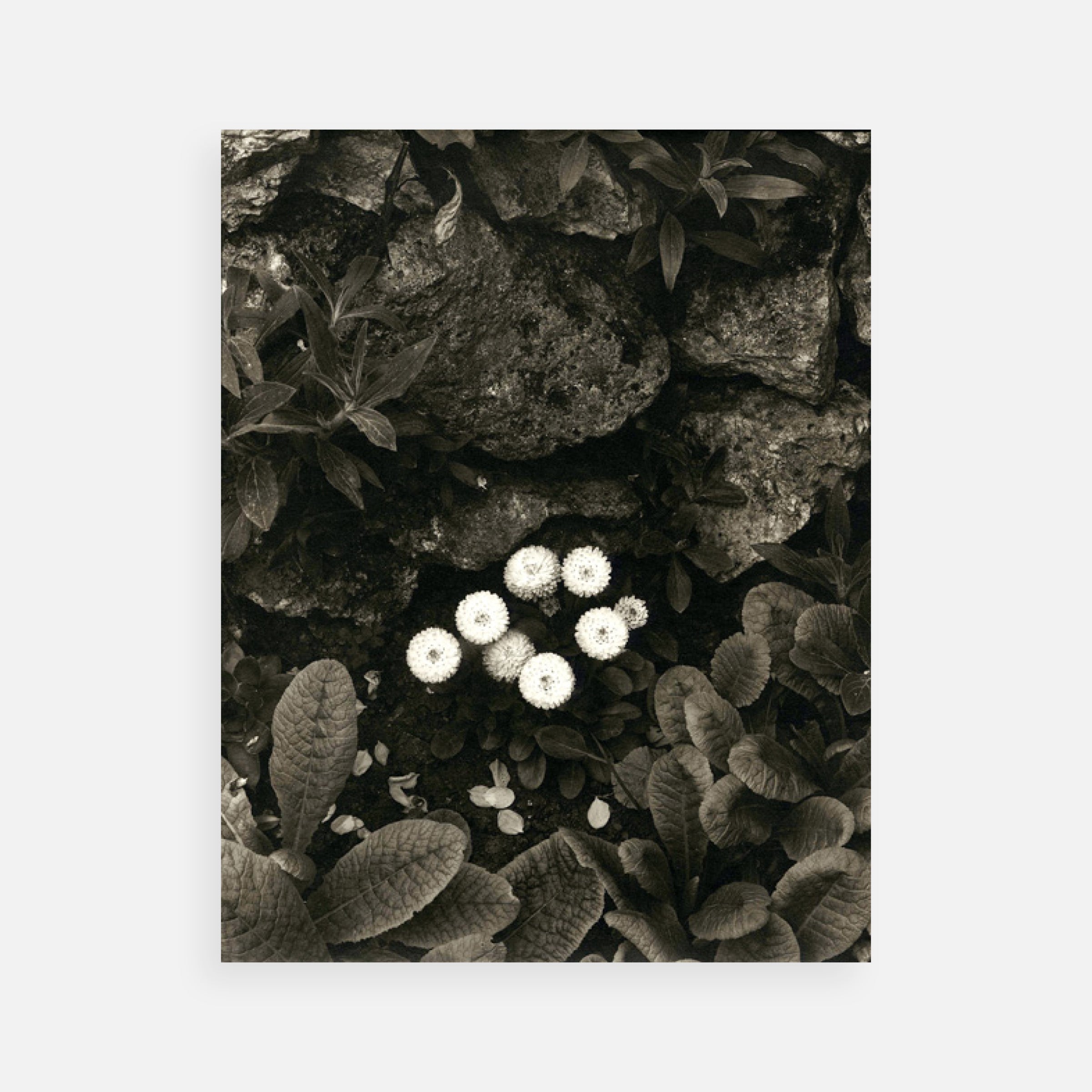 Paul Strand: Portfolio Two