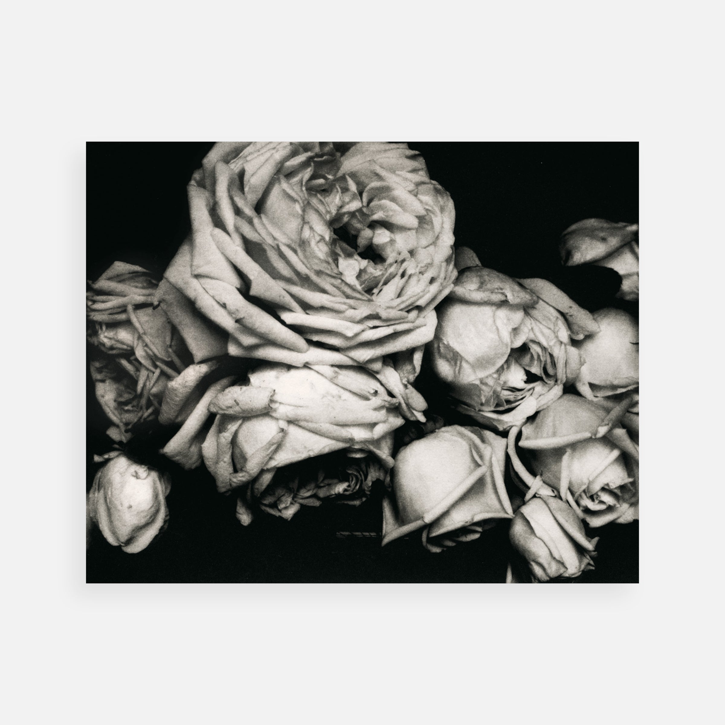 Edward Steichen: Heavy Roses, Voulangis, France, 1914