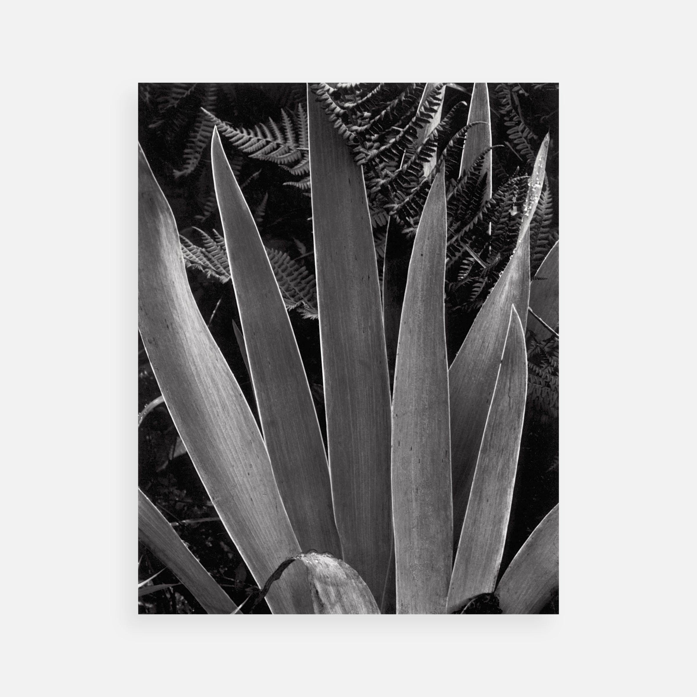 Paul Strand: Iris, 1928