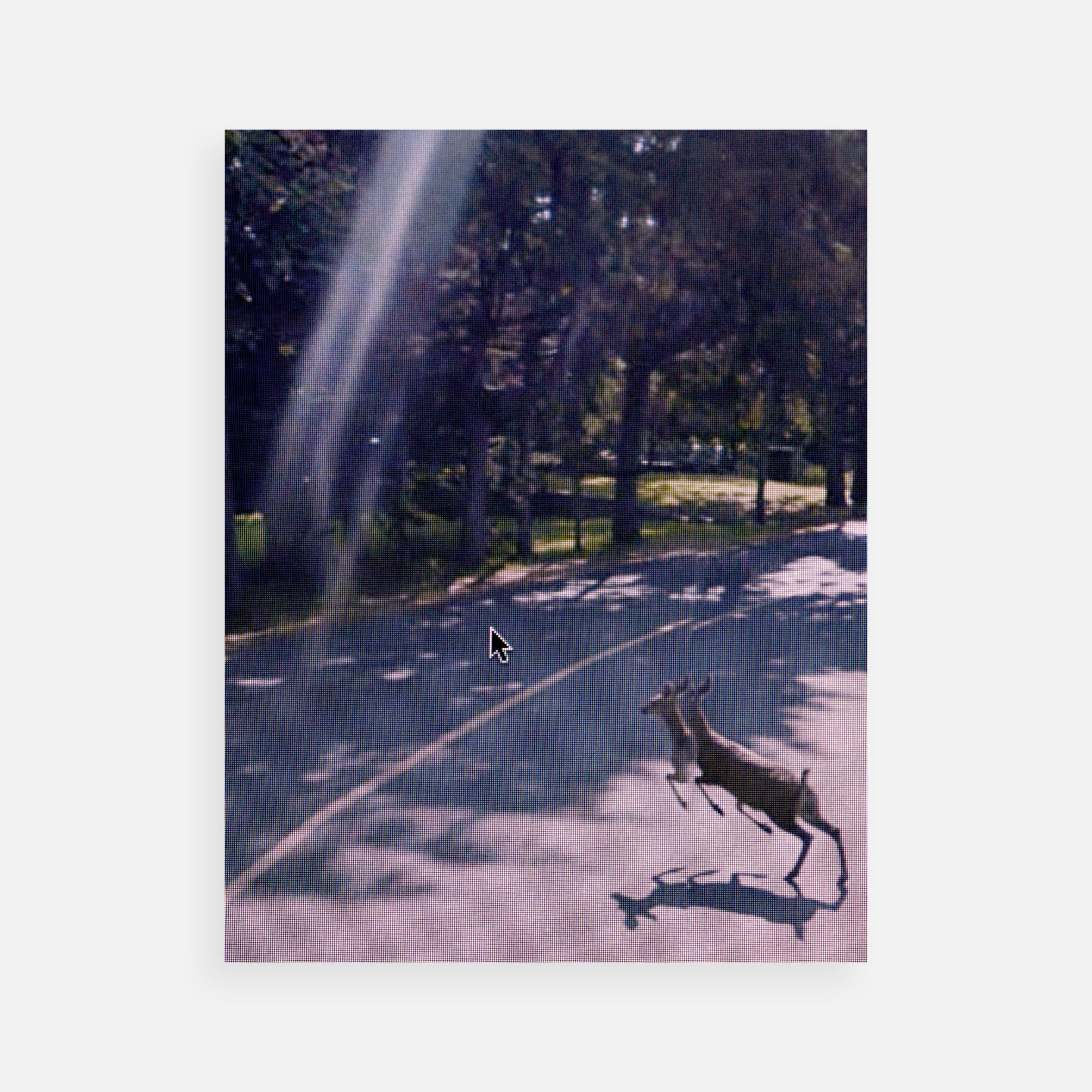 Michael Wolf: Street View Triptych #2 (Animals), 2009