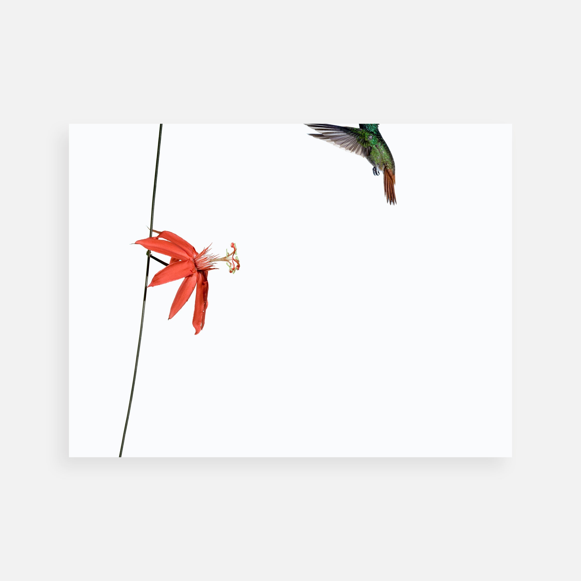 Sanna Kannisto: Act of Flying Portfolio