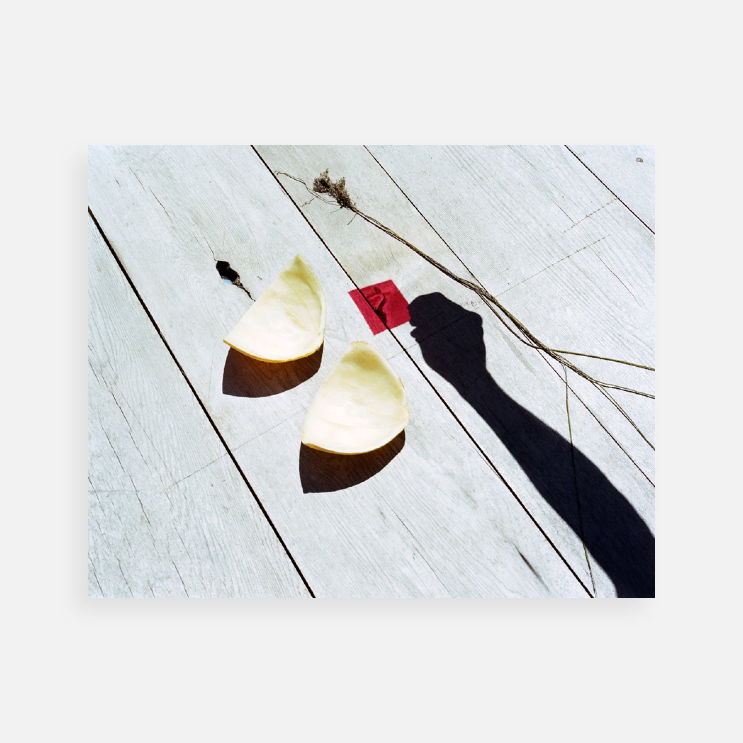 Sarah Palmer: The Bomb (Also) is a Flower, 2010