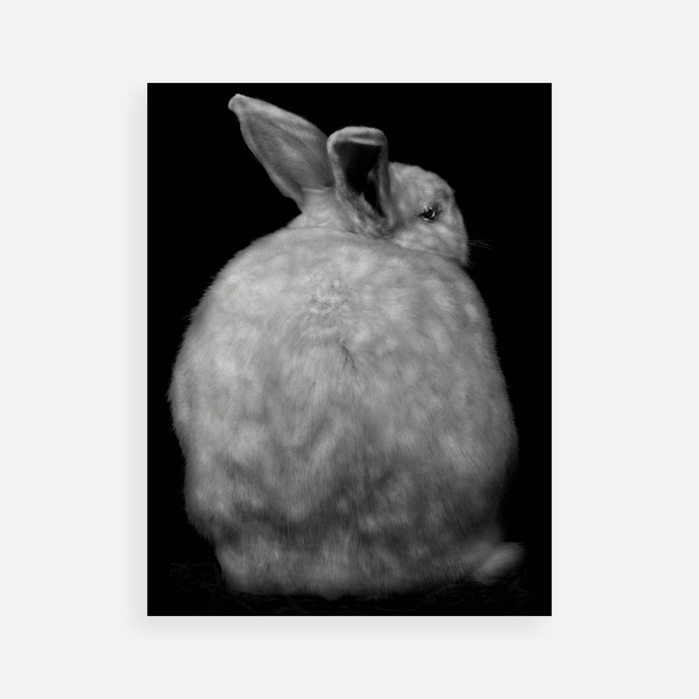 Elliot Ross: Animal (127), 2009