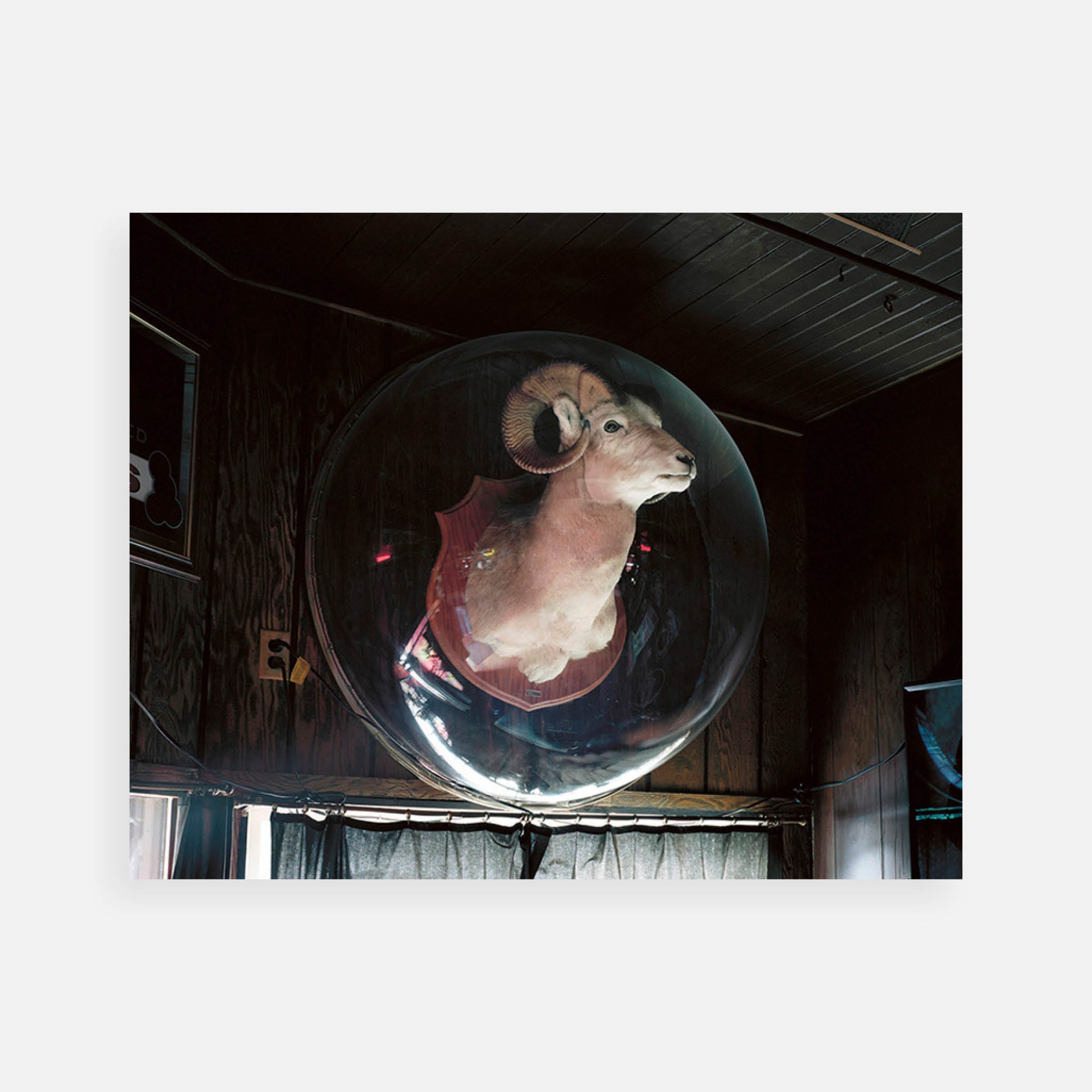 Bryan Schutmaat: Ram Under Plexiglas, Milltown, Montana, 2012