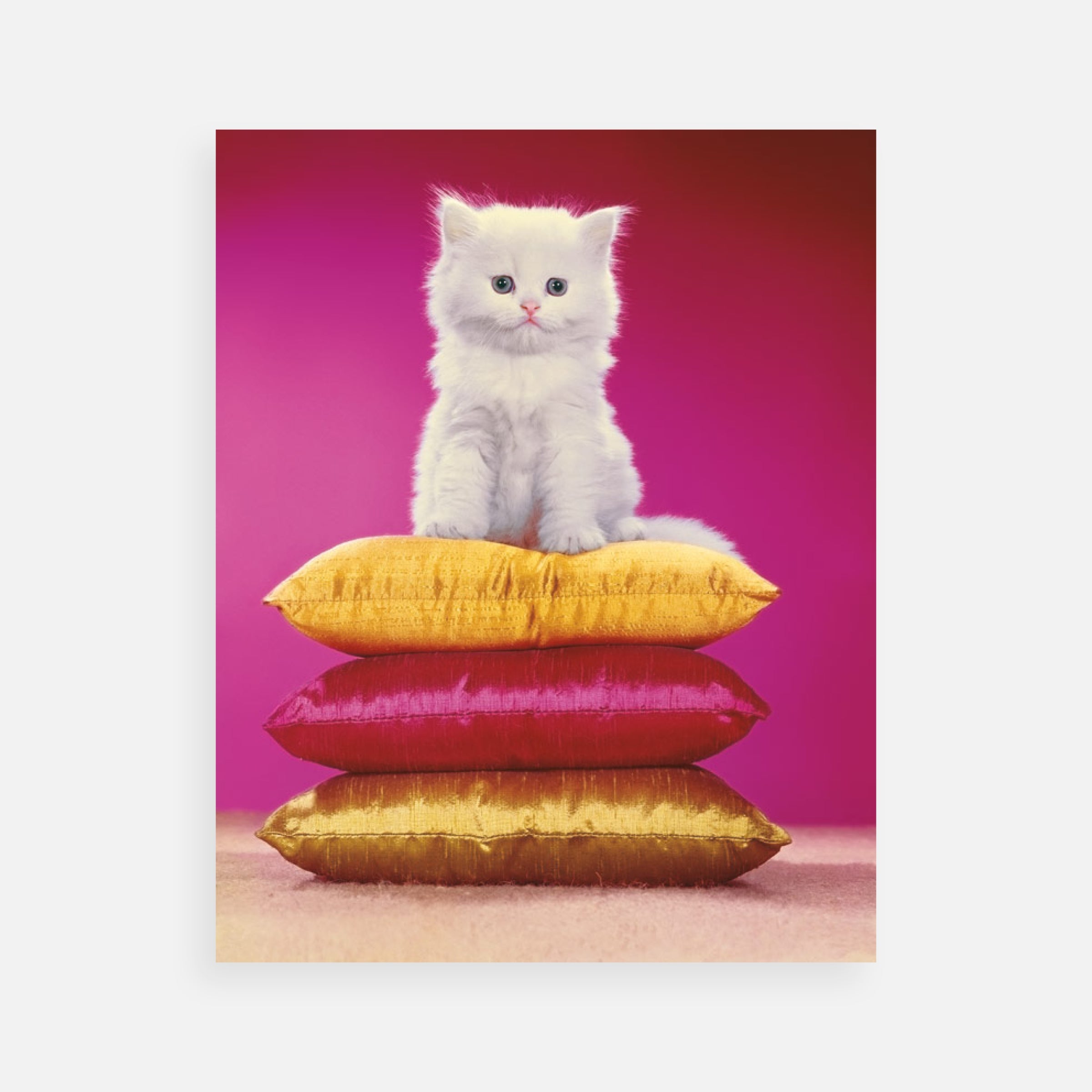 Walter Chandoha: One White Persian Kitten, Three Pillows, 1962