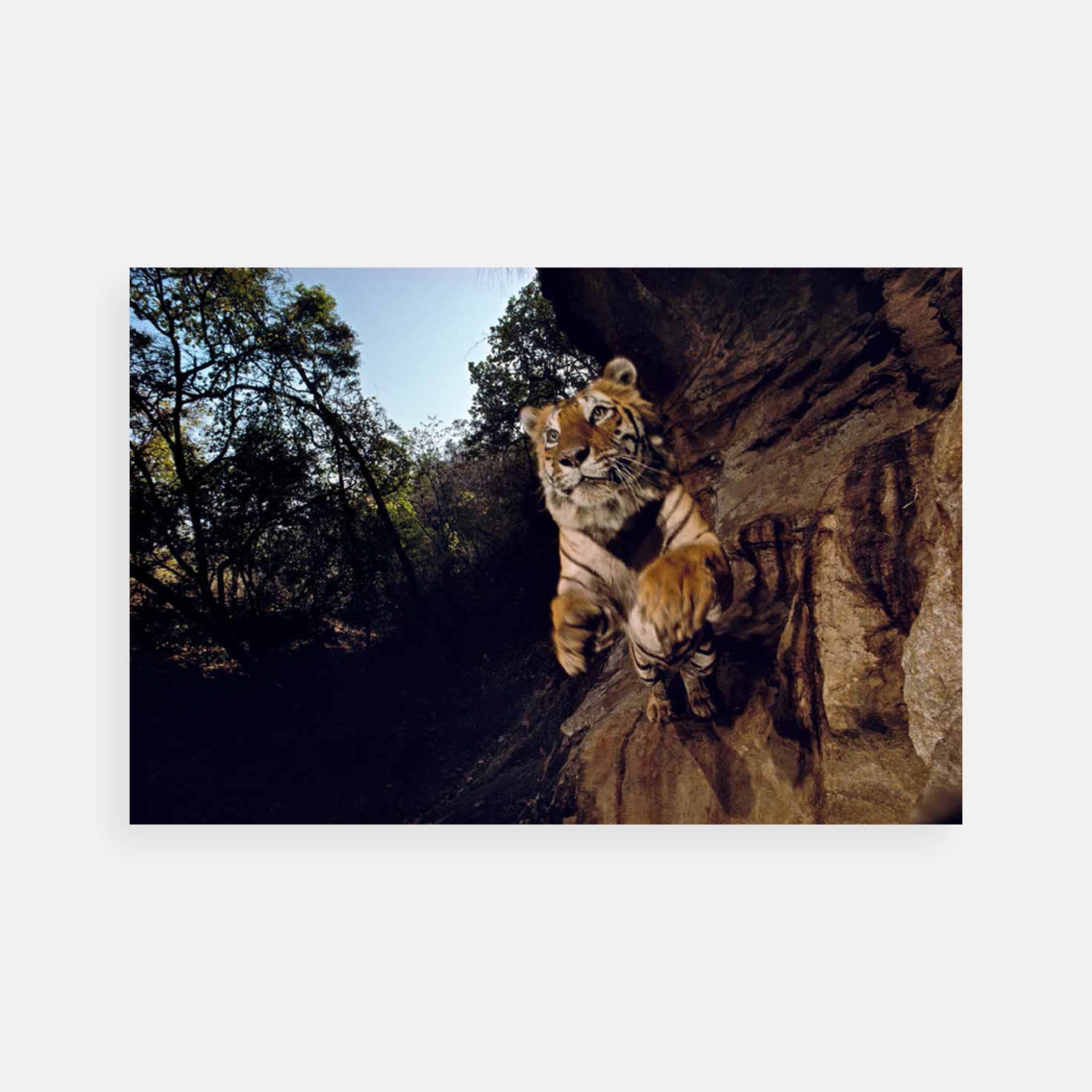 Michael “Nick” Nichols: Charger, Bandhavgarh National Park, India, 1996