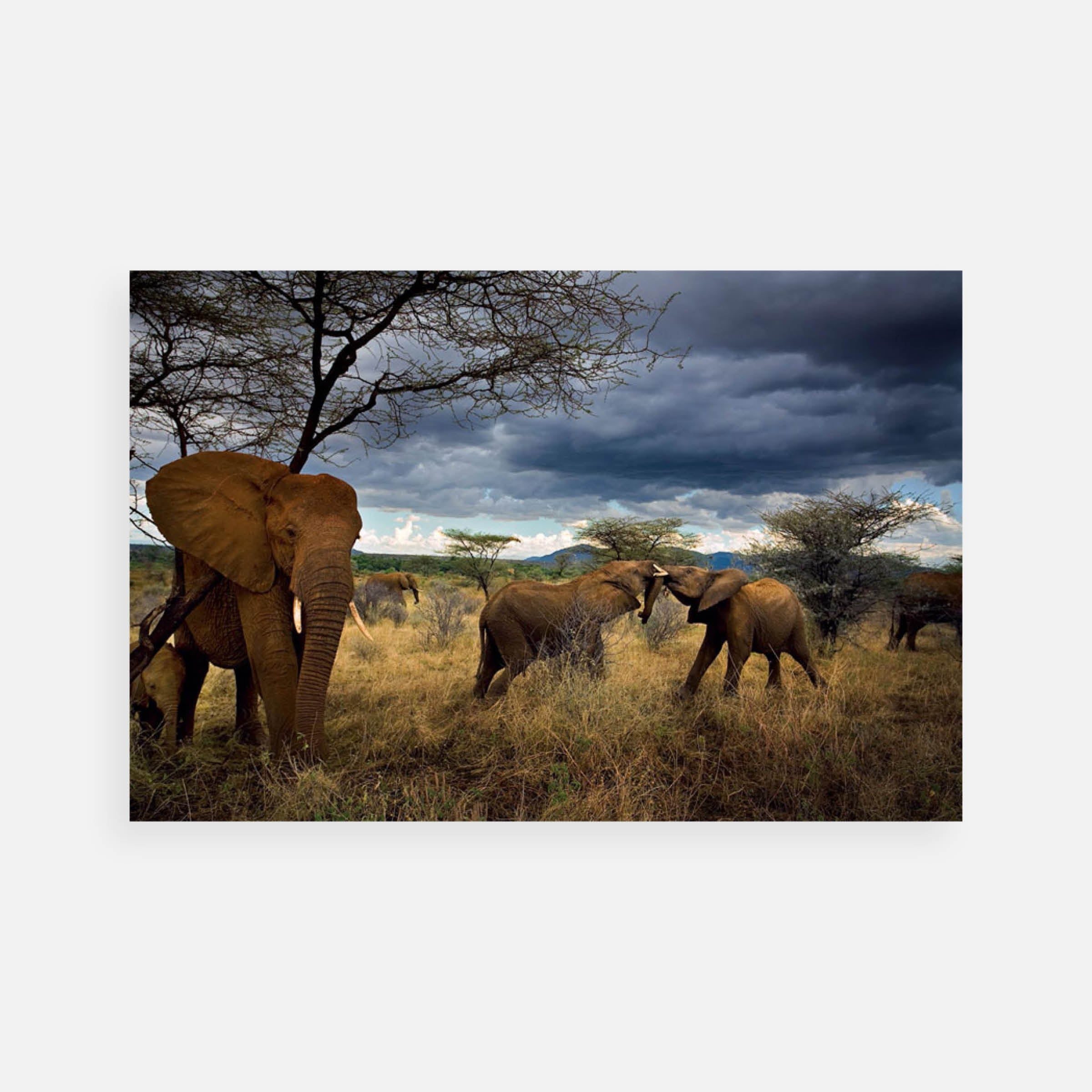 Michael “Nick” Nichols: Virtues family, Samburu National Reserve, Kenya, 2007