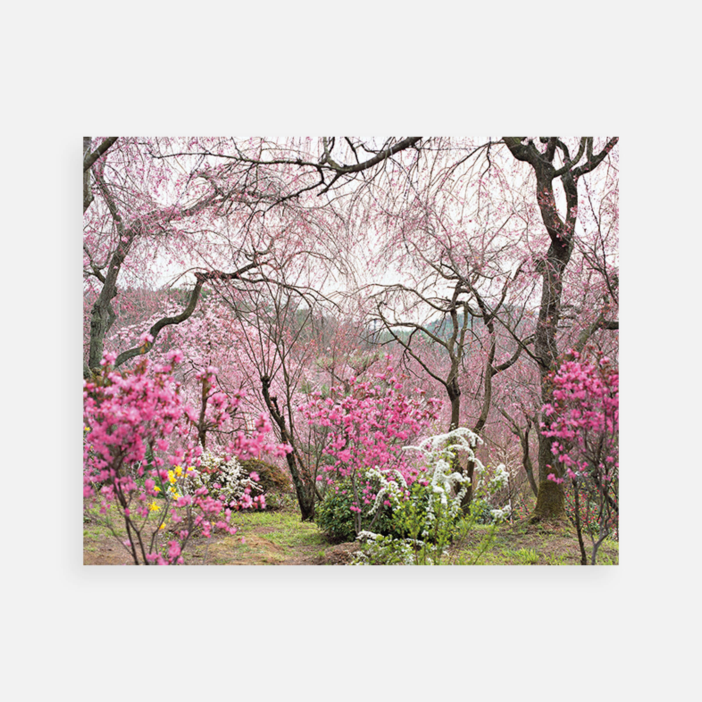 Jacqueline Hassink: Haradani-en 15, Northwest Kyoto, 5 April 2010